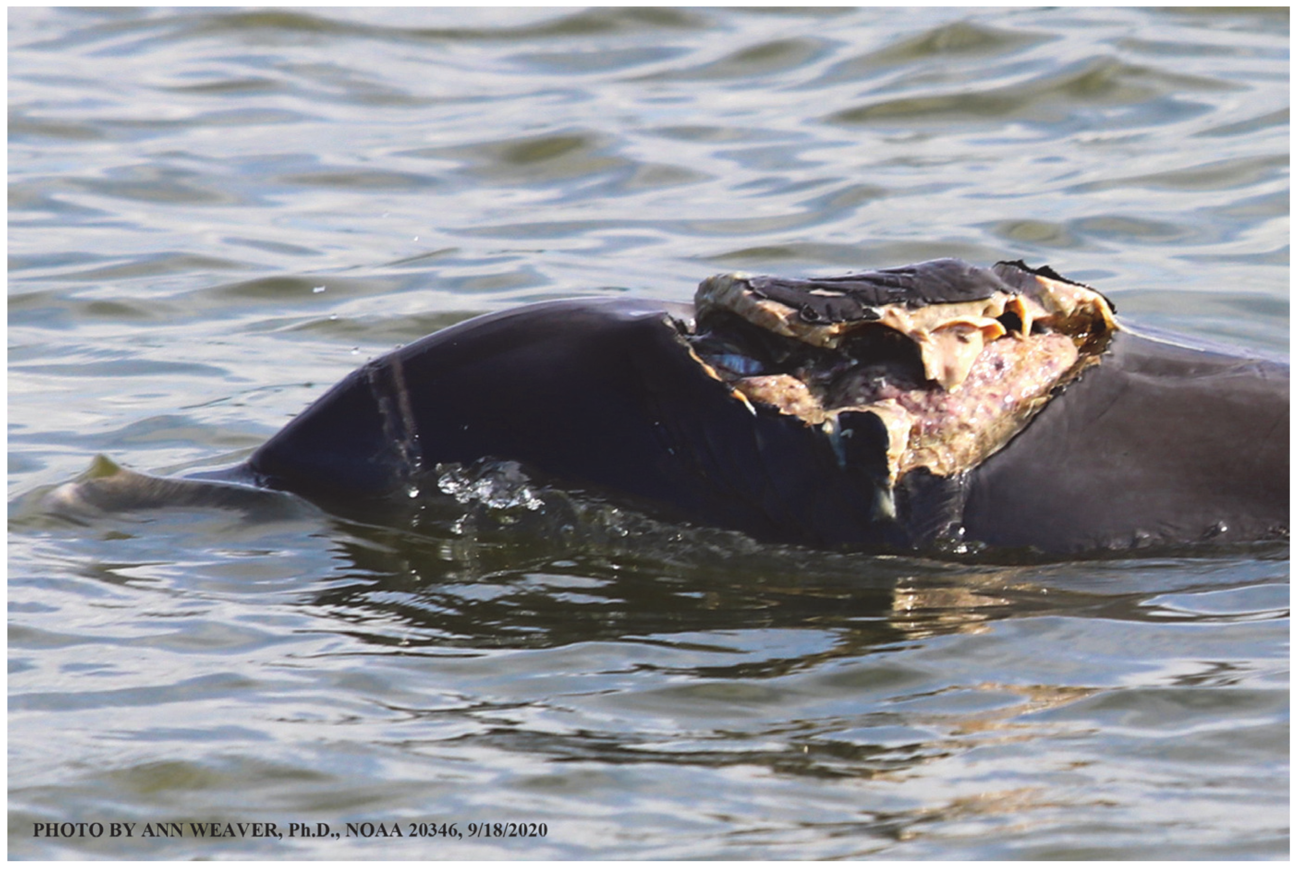 Animals 16 00305 g037