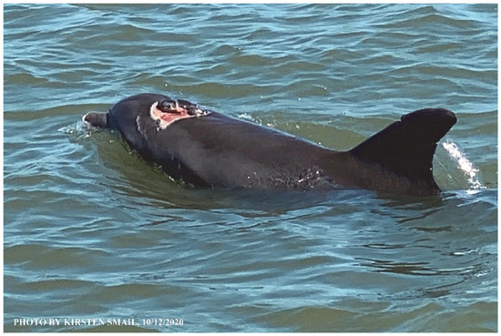 Animals 16 00305 g038