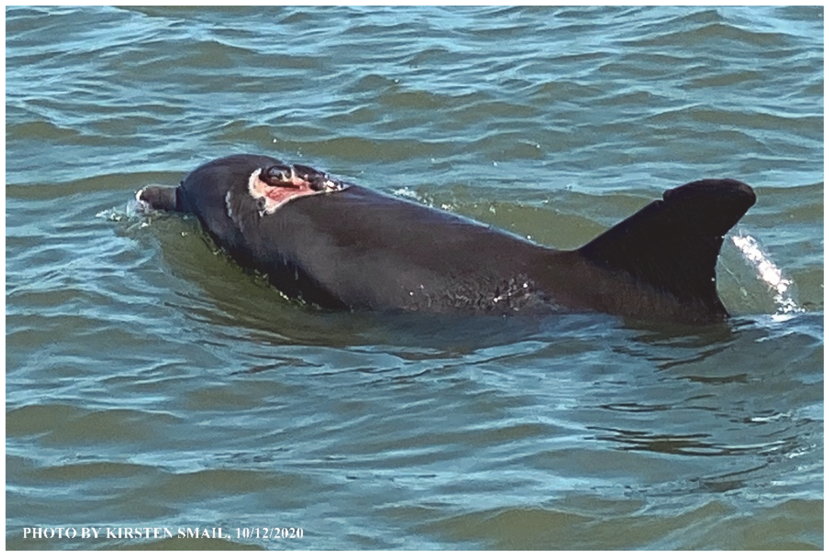 Animals 16 00305 g038