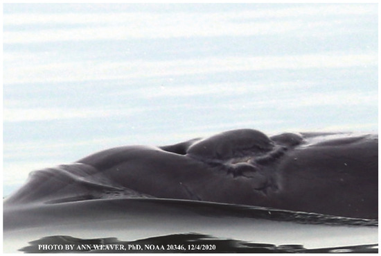 Animals 16 00305 g039