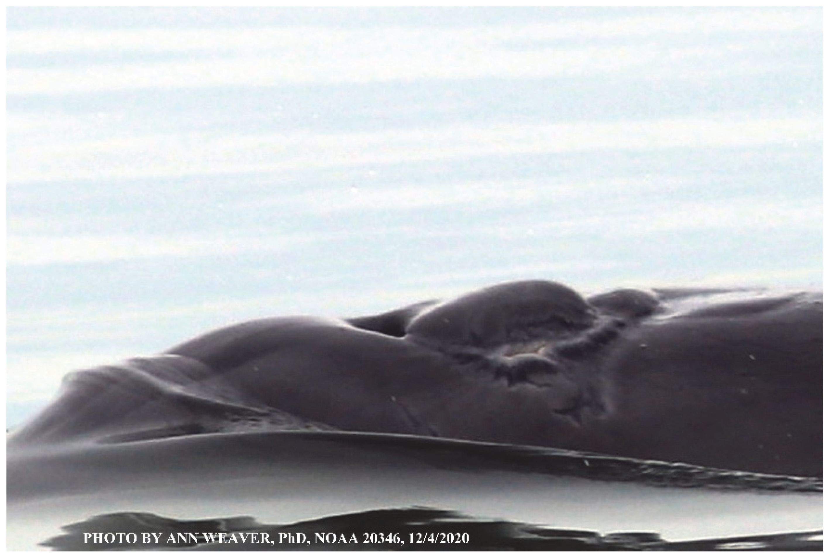 Animals 16 00305 g039