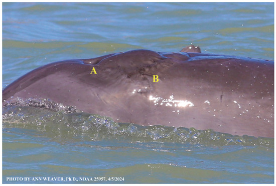 Animals 16 00305 g040