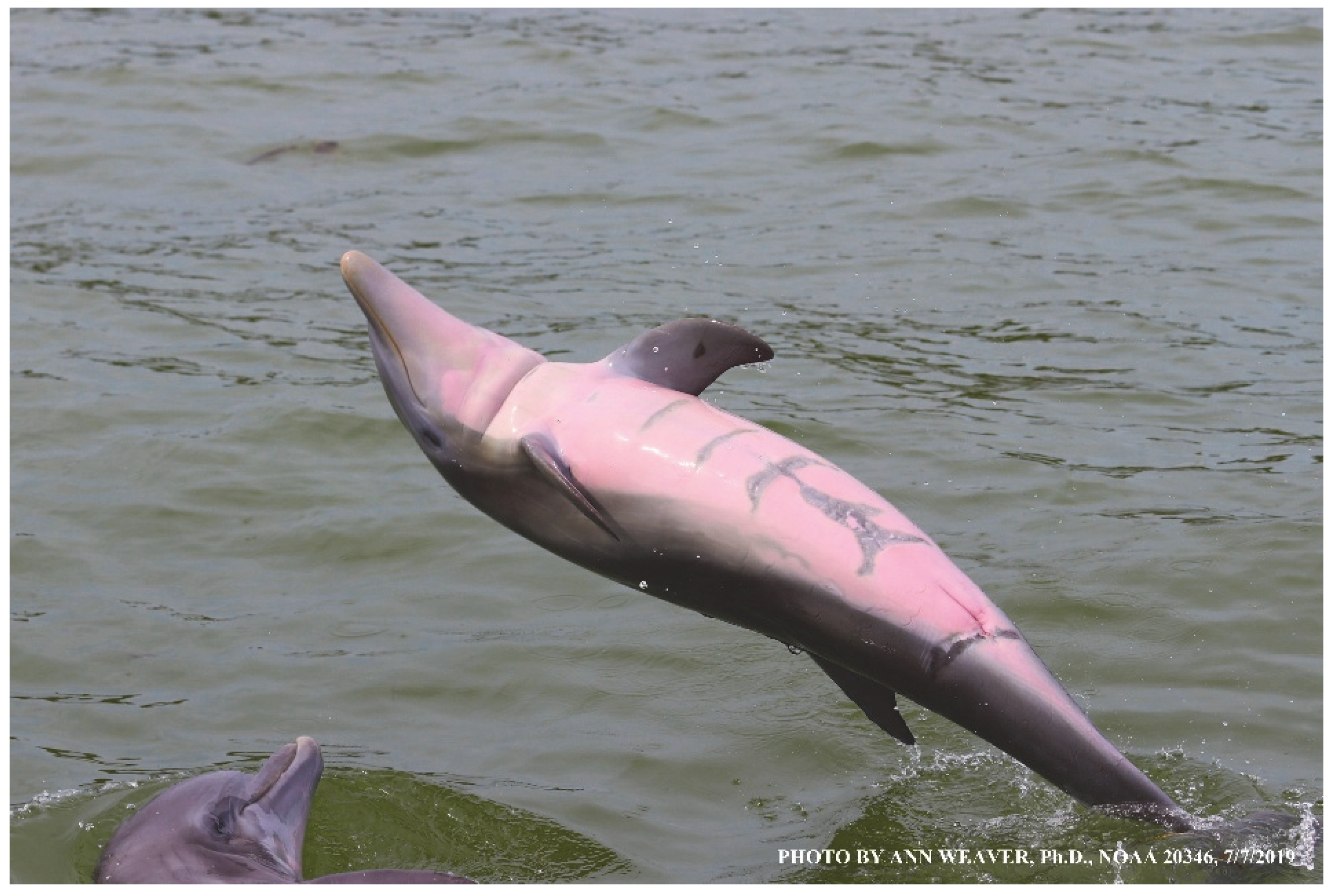 Animals 16 00305 g041