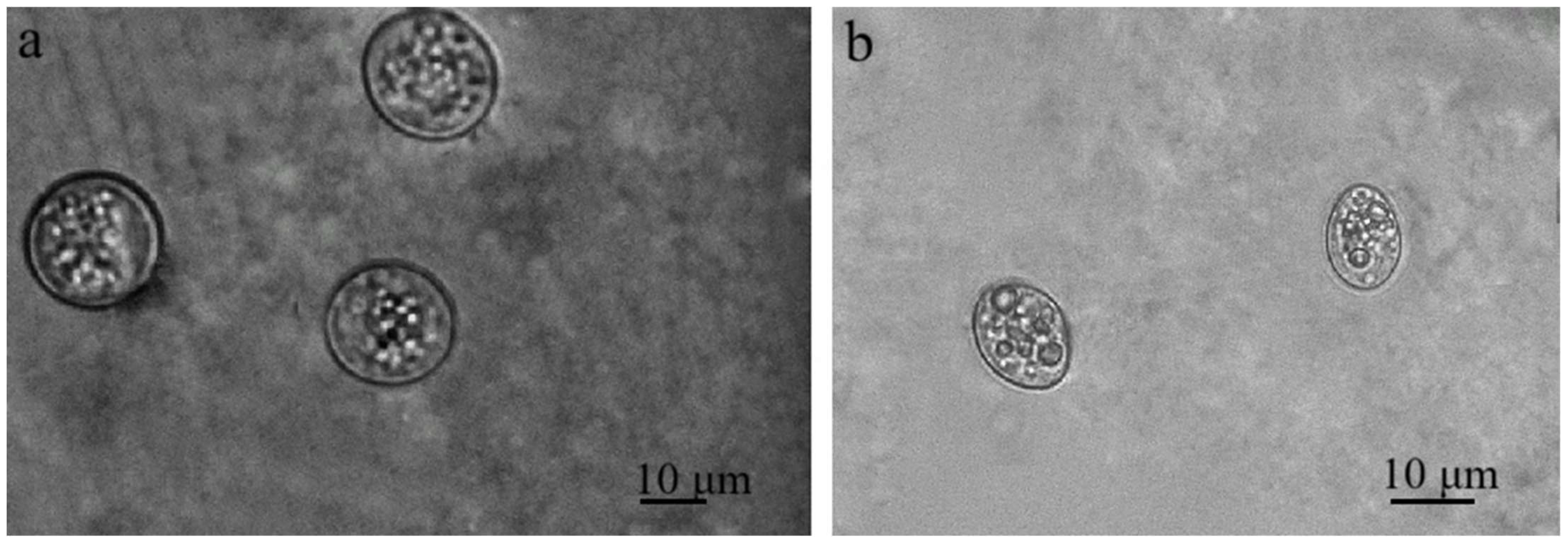 Animals 16 00331 g002