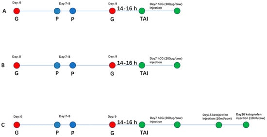Experimental design for TAI treatment regimens in dairy cows (A) hCG-3 group (B) hCG-2 (C) hCG+ketoprofen group.