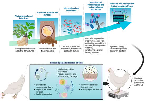 Conceptual framework of non-antibiotic and emerging strategies for Eimeria infection control in poultry. The schematic illustrates a continuum of complementary control approaches in coccidiosis control strategies highlighting the parasite-directed effects and host-mediated protective effects of the strategies. Image is created in Biorender with publication license. ↓ indicates reduction; OPG, oocyst per gram; LS, lesion score.
