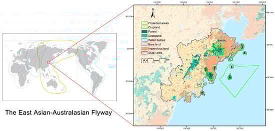 The study area. The study area is situated in the eastern part of the EAAF, where the land cover type is dominated by cropland (61.18 %), followed by impervious land (26.71 %) and forest land (6.31 %). The distribution of protected areas is ① Xuejiadao Scenic Area; ② Zhushan National Forest Park; ③ Lingshan Bay National Forest Park; ④ Lingshan Island Nature Reserve; ⑤ West Coast National Marine Park.