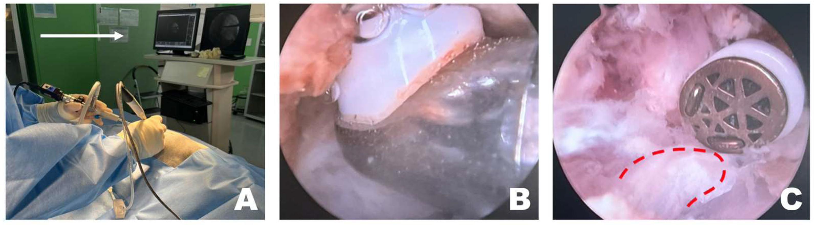 Animals 16 00435 g003