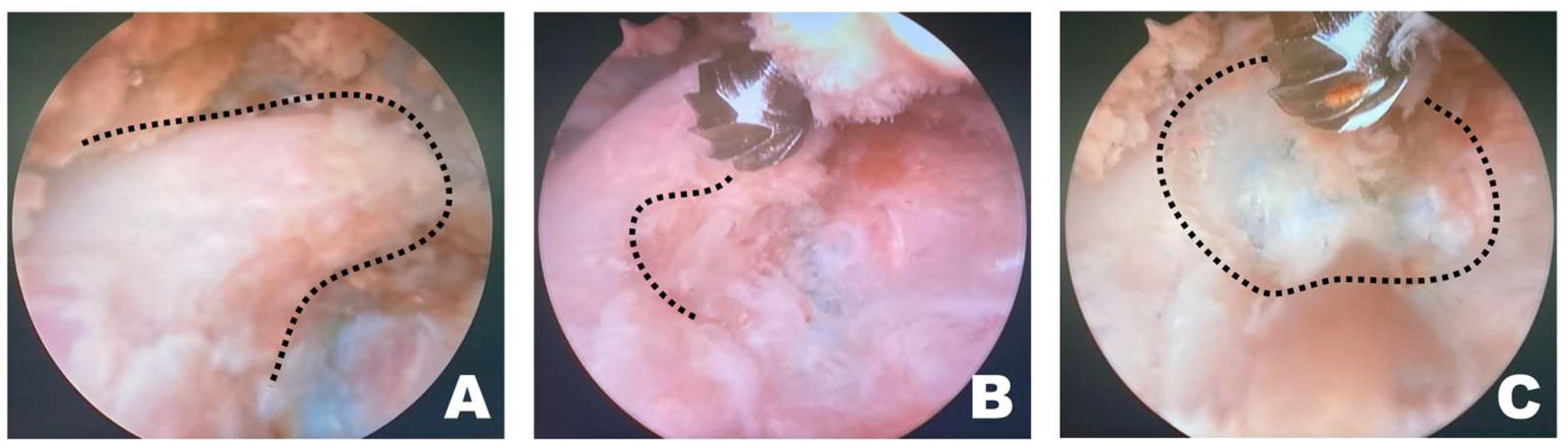 Animals 16 00435 g004