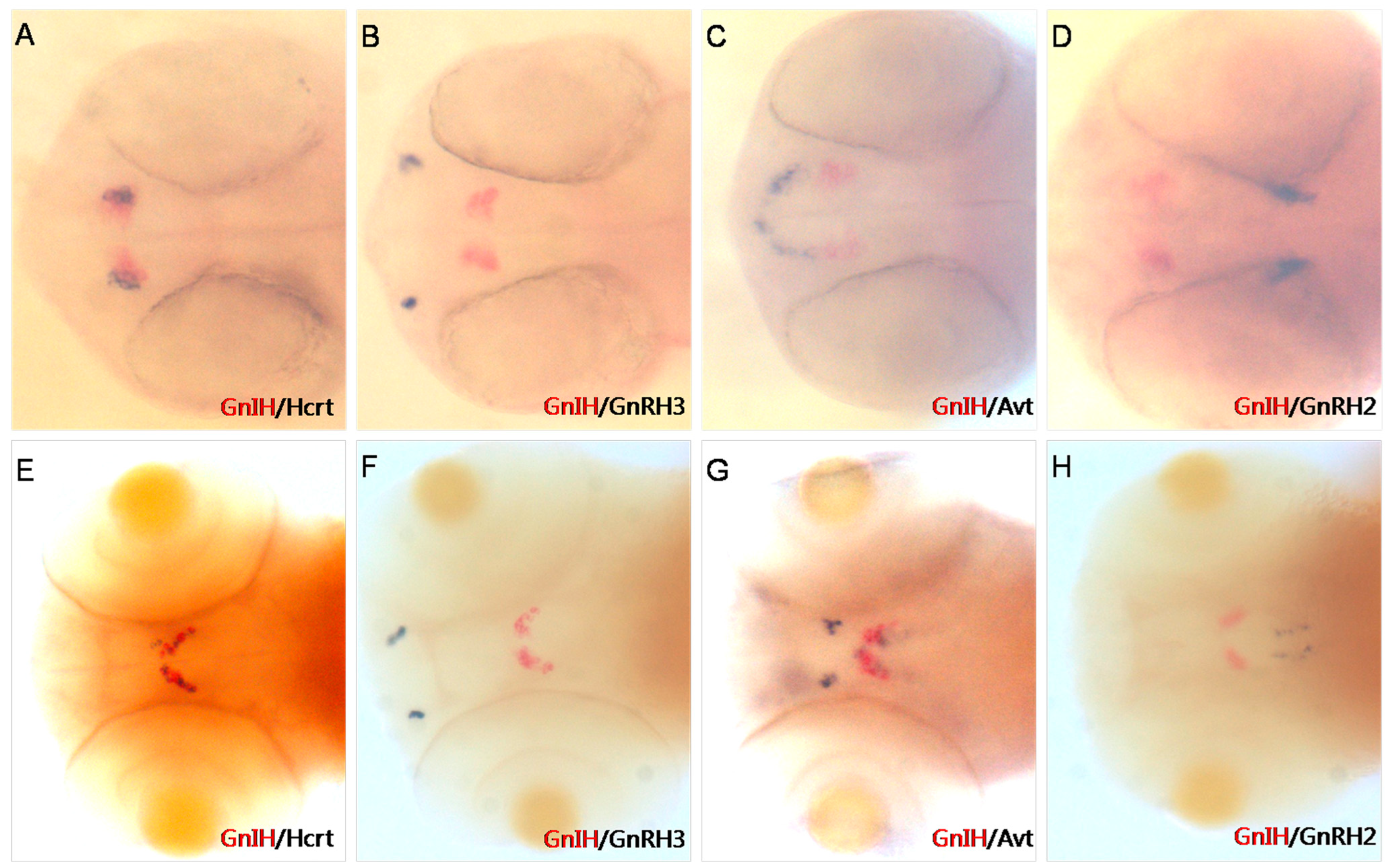 Animals 16 00444 g001