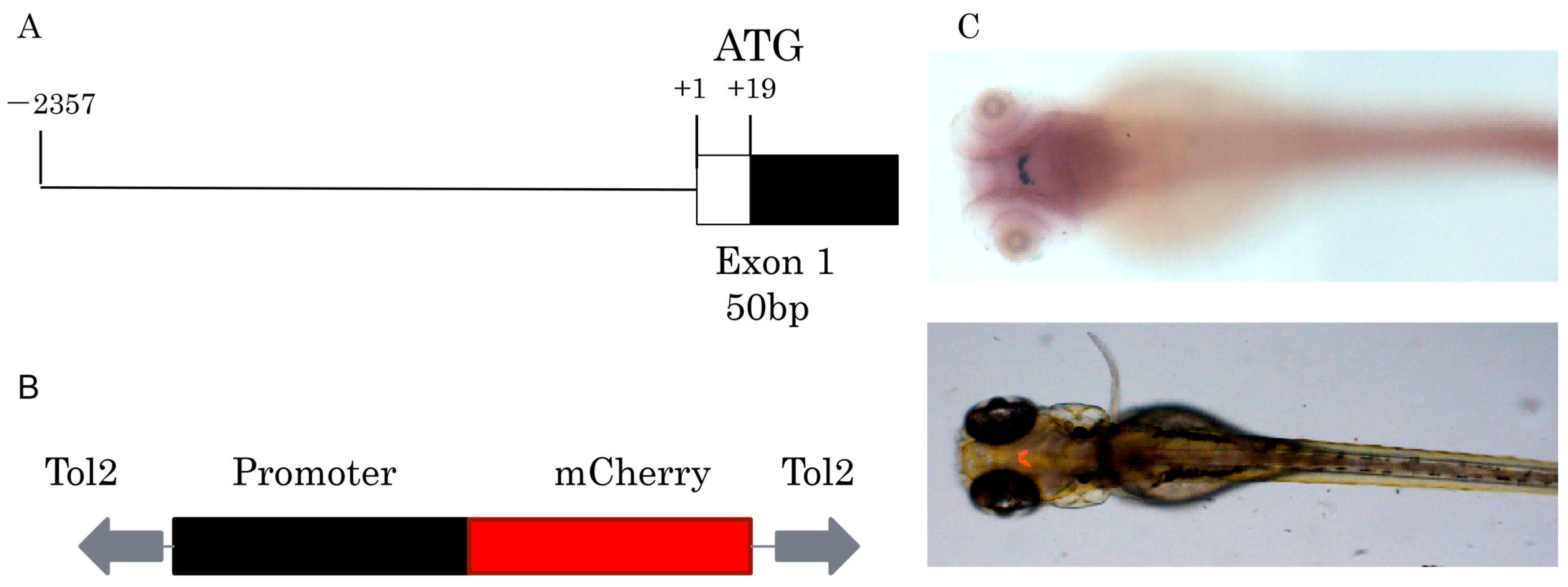 Animals 16 00444 g002