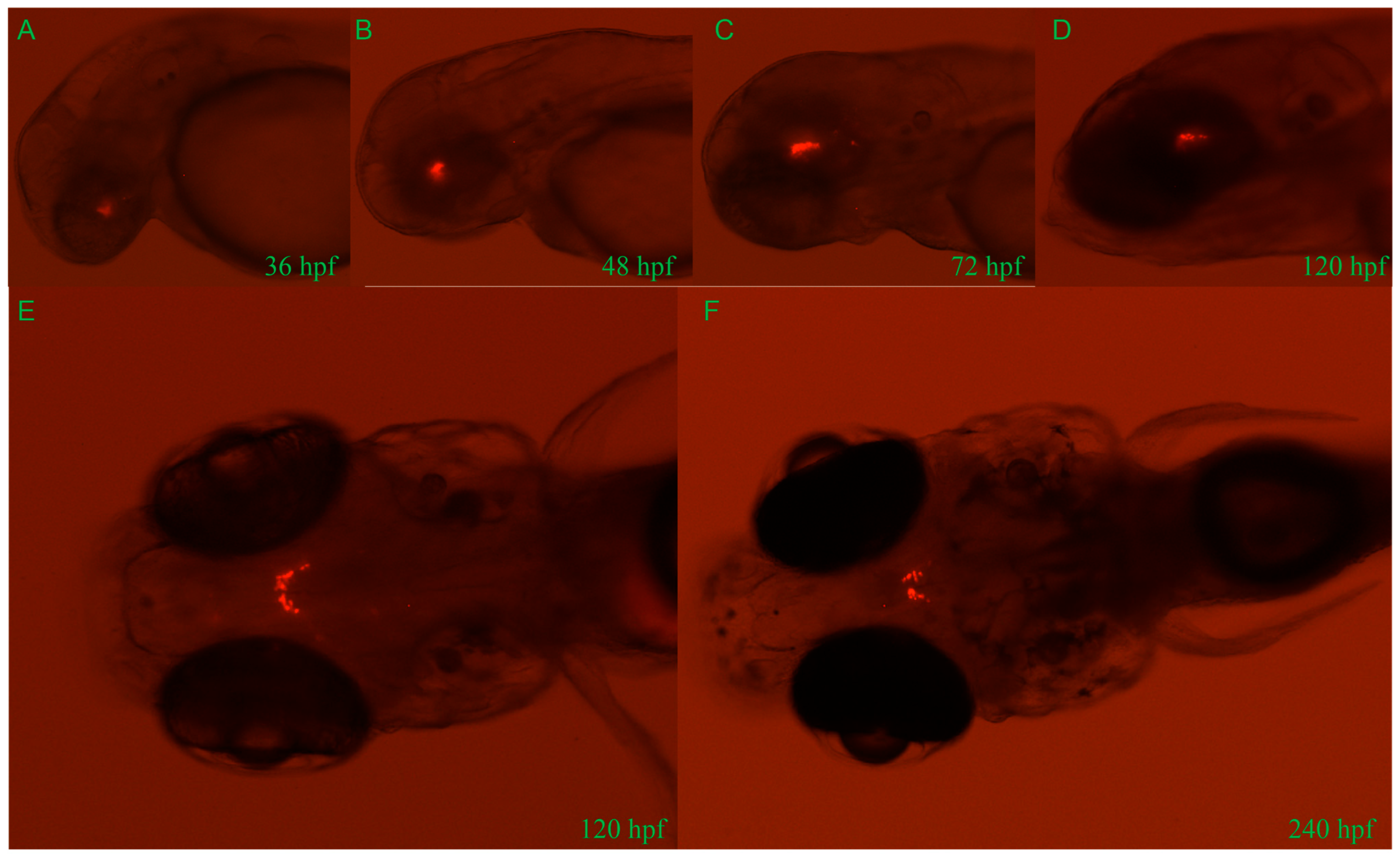 Animals 16 00444 g003