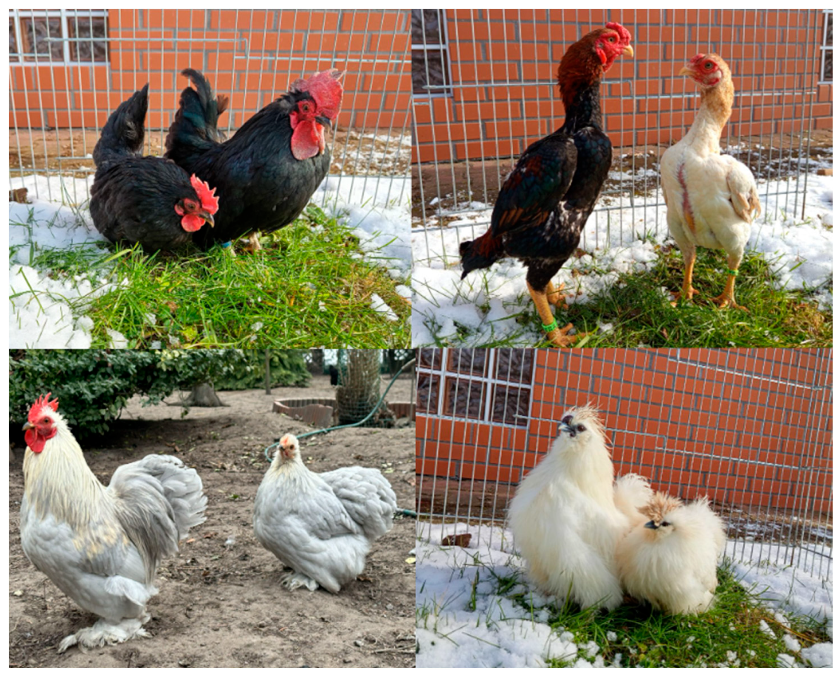 Animals 16 01429 g001
