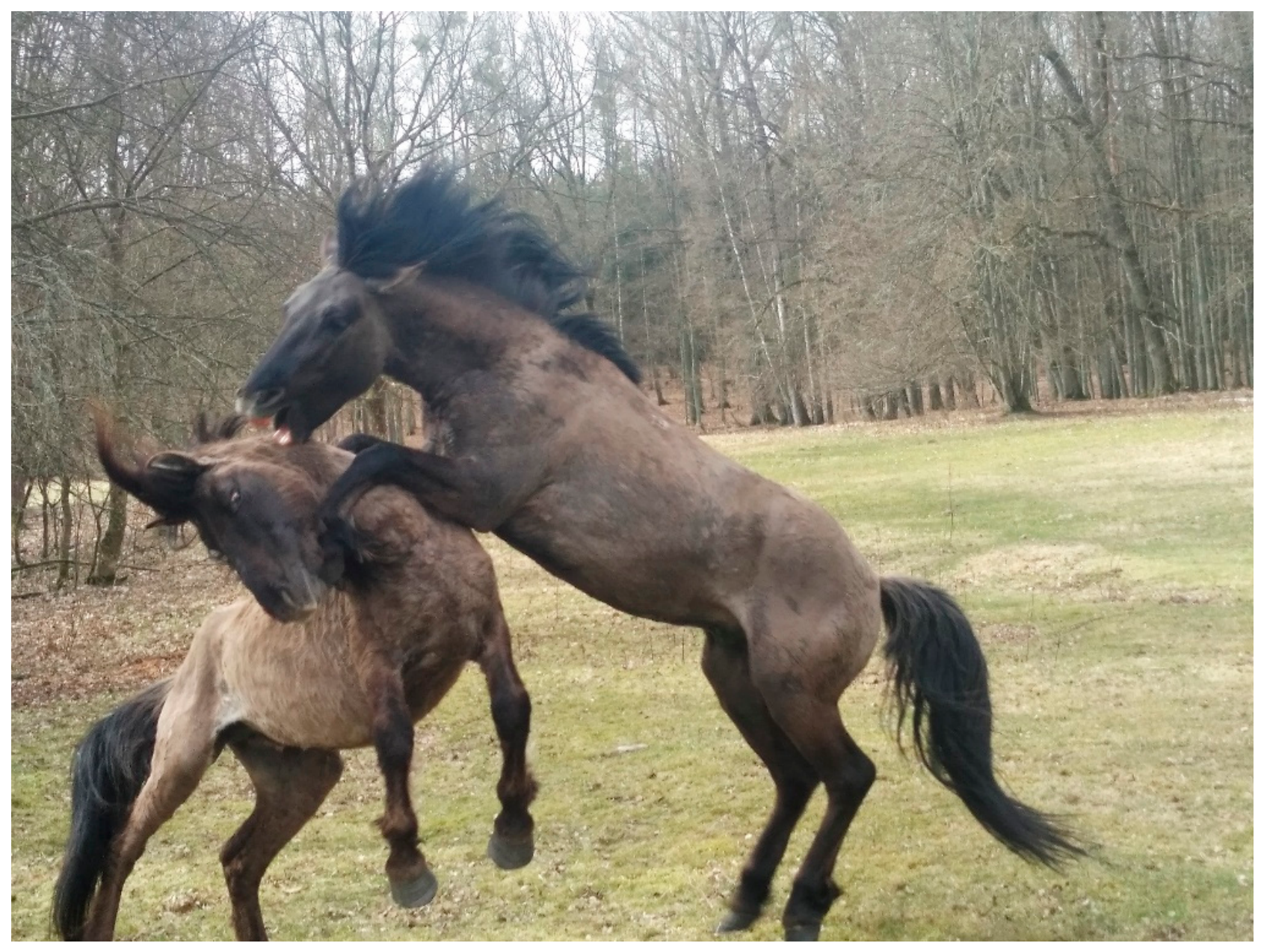 Animals 16 02784 g002 Animals 16 02784 g002