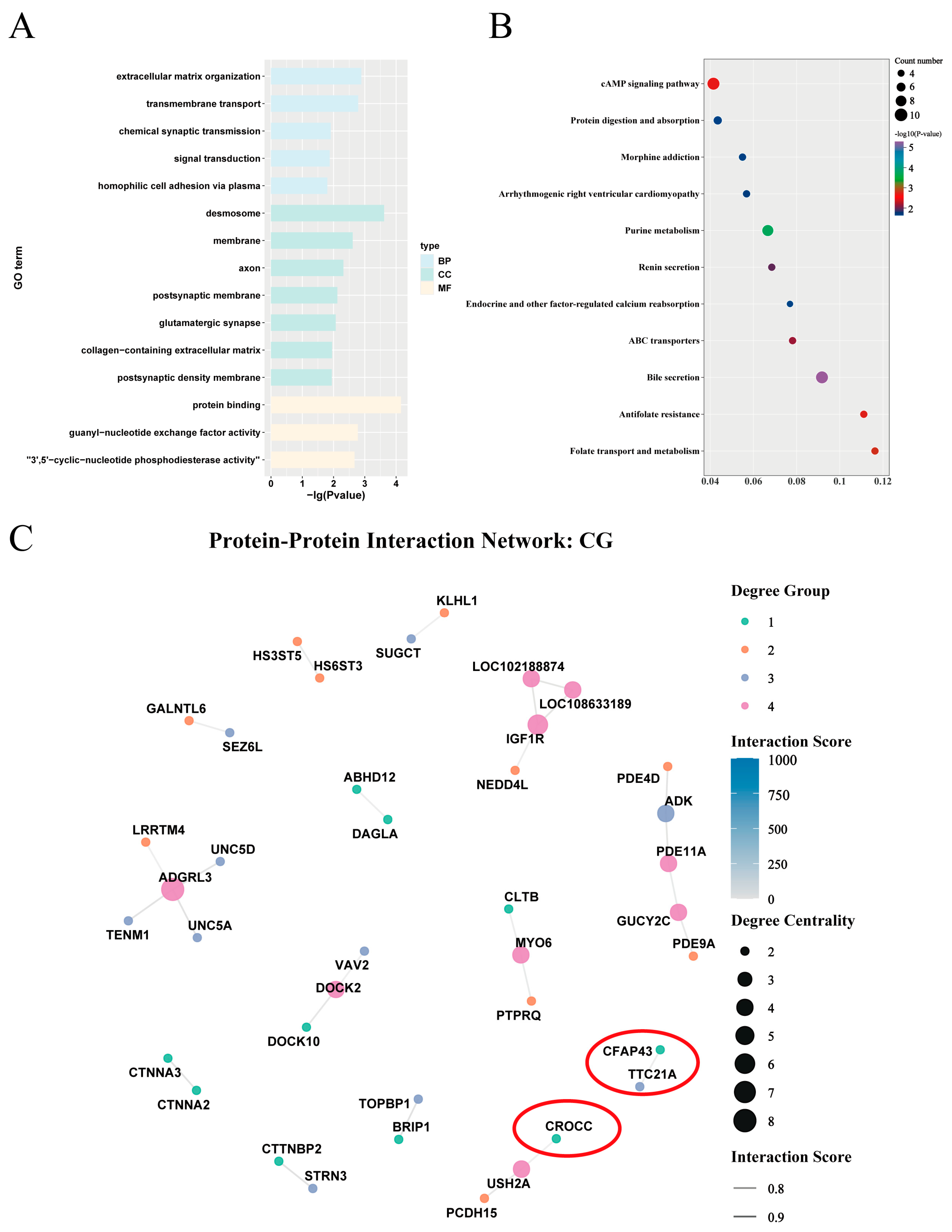 Genome-Wide Analysis of DNA Methylation Profiles on Jining Grey Goat ...
