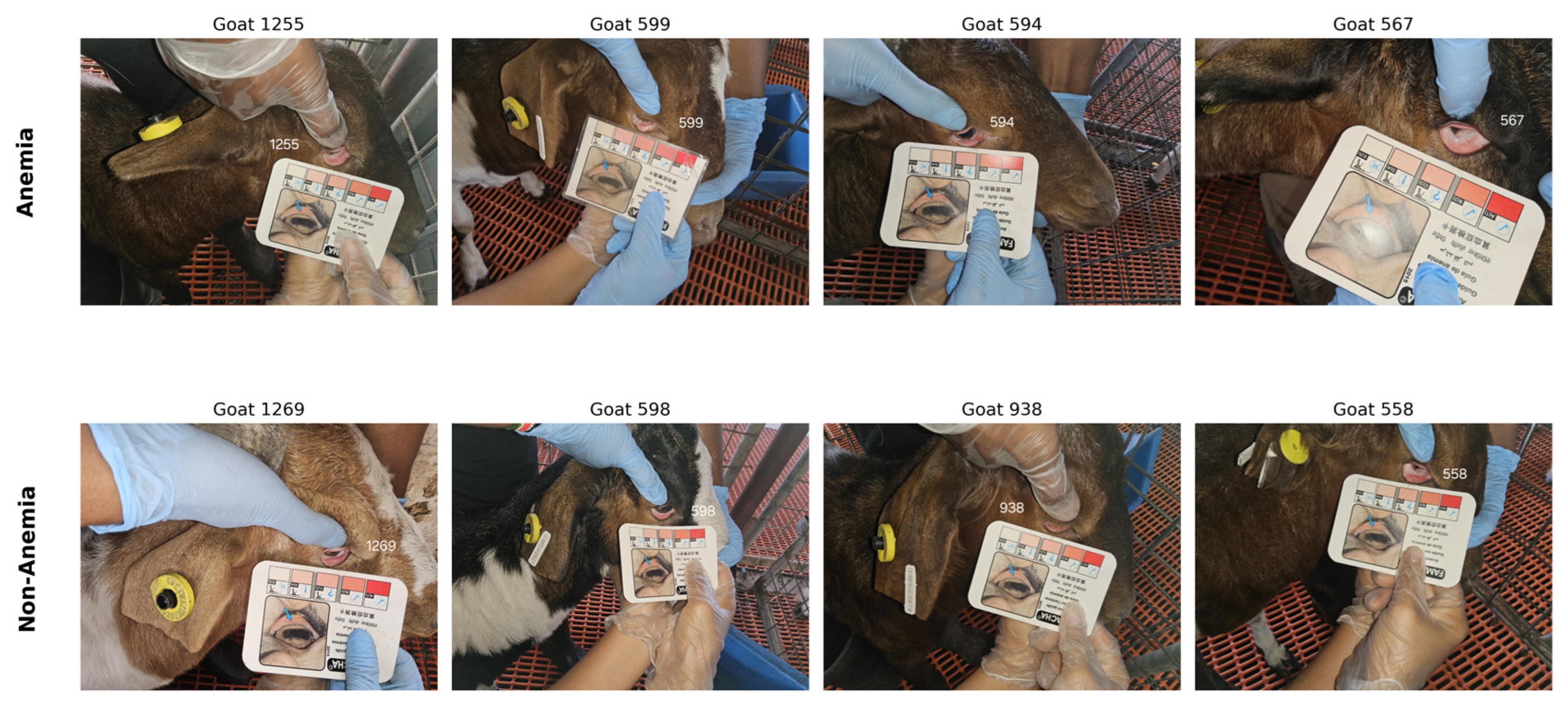 Animals 16 03301 g001