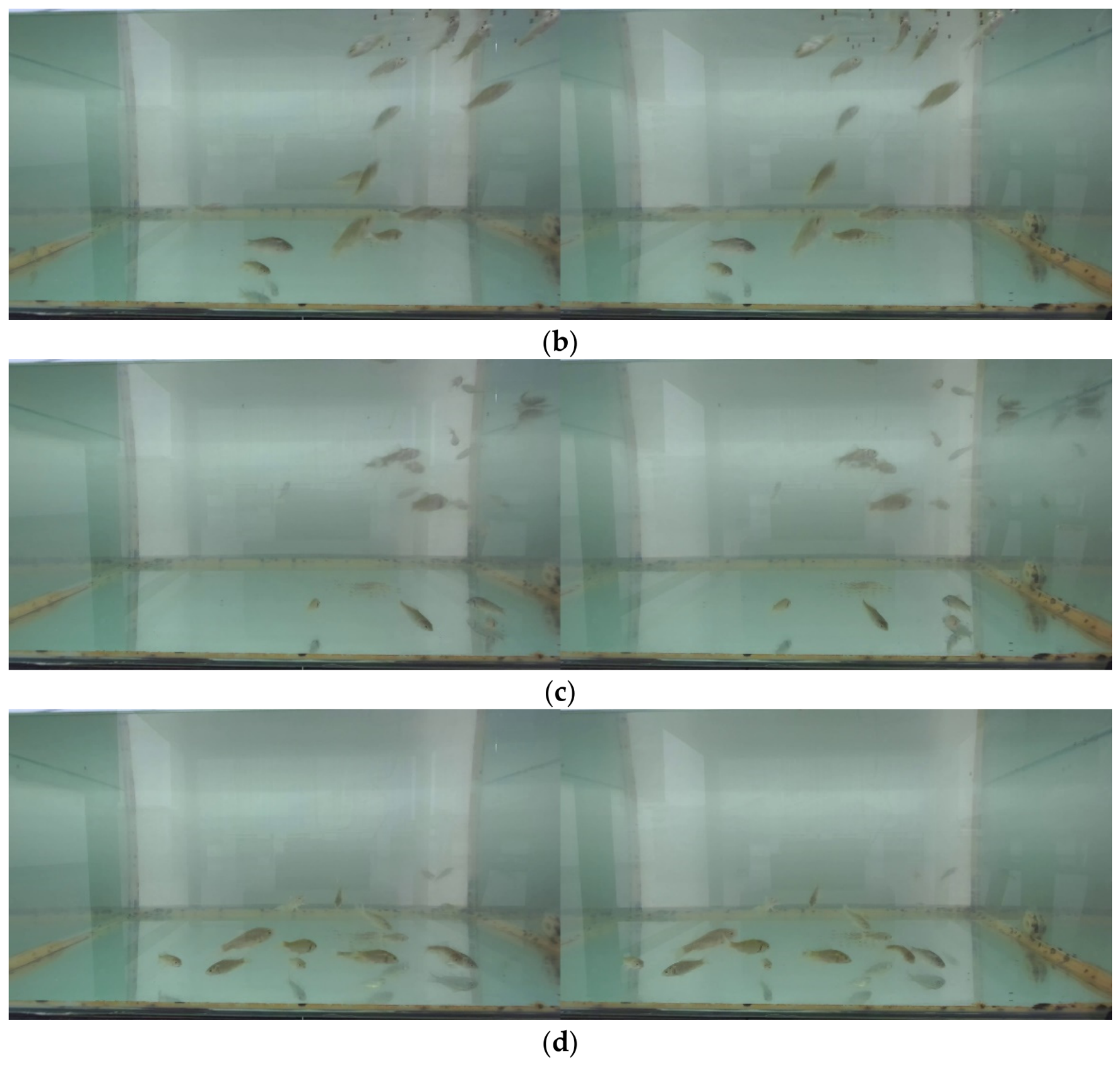 Assessment of Feeding Intensity in Juvenile Asian Crucian Carp Using ...