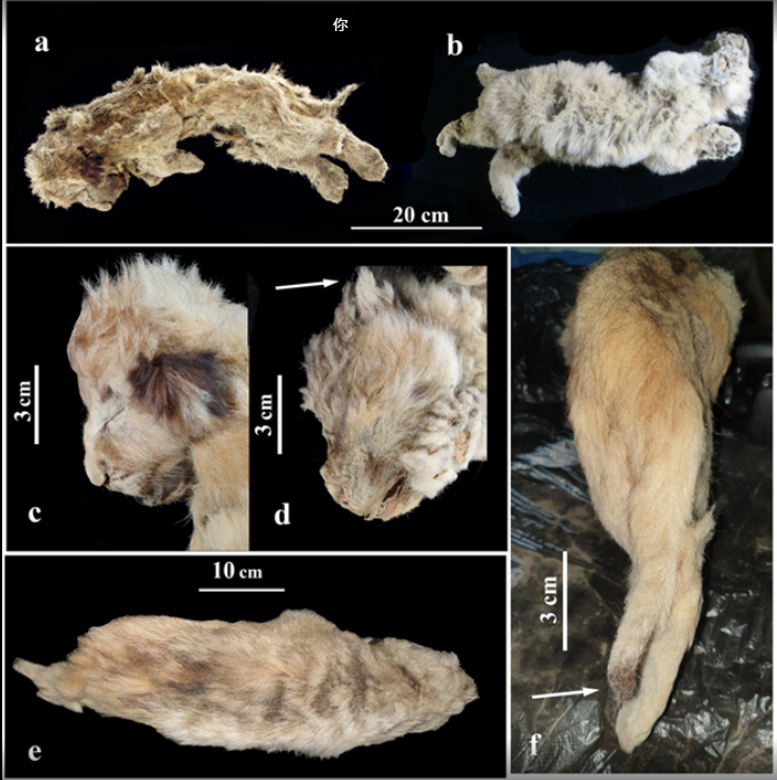 The Best-Preserved Ice Age Animals Discovered—Paper Published in Quaternary