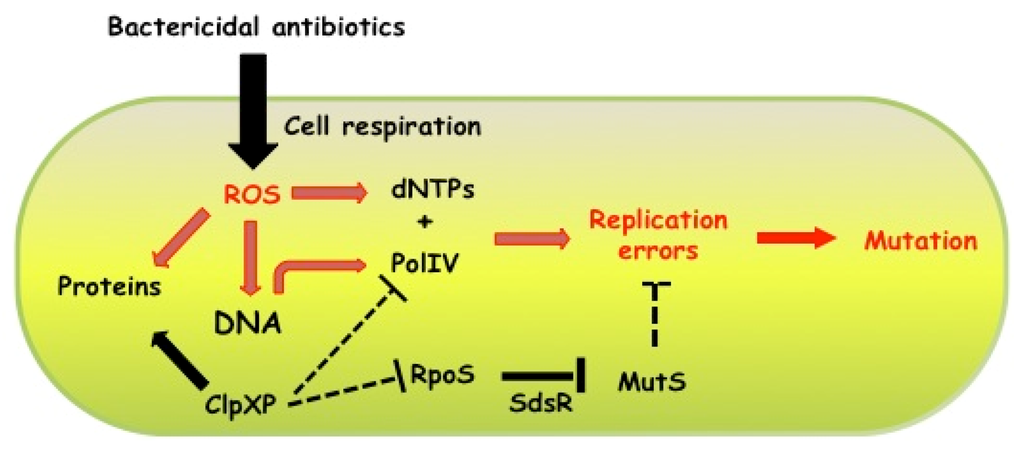 Antibiotics 02 00100 g002 1024