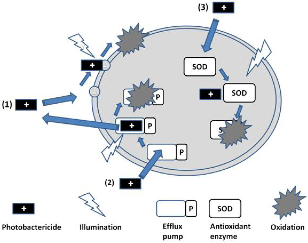 Antibiotics 02 00182 g003 1024