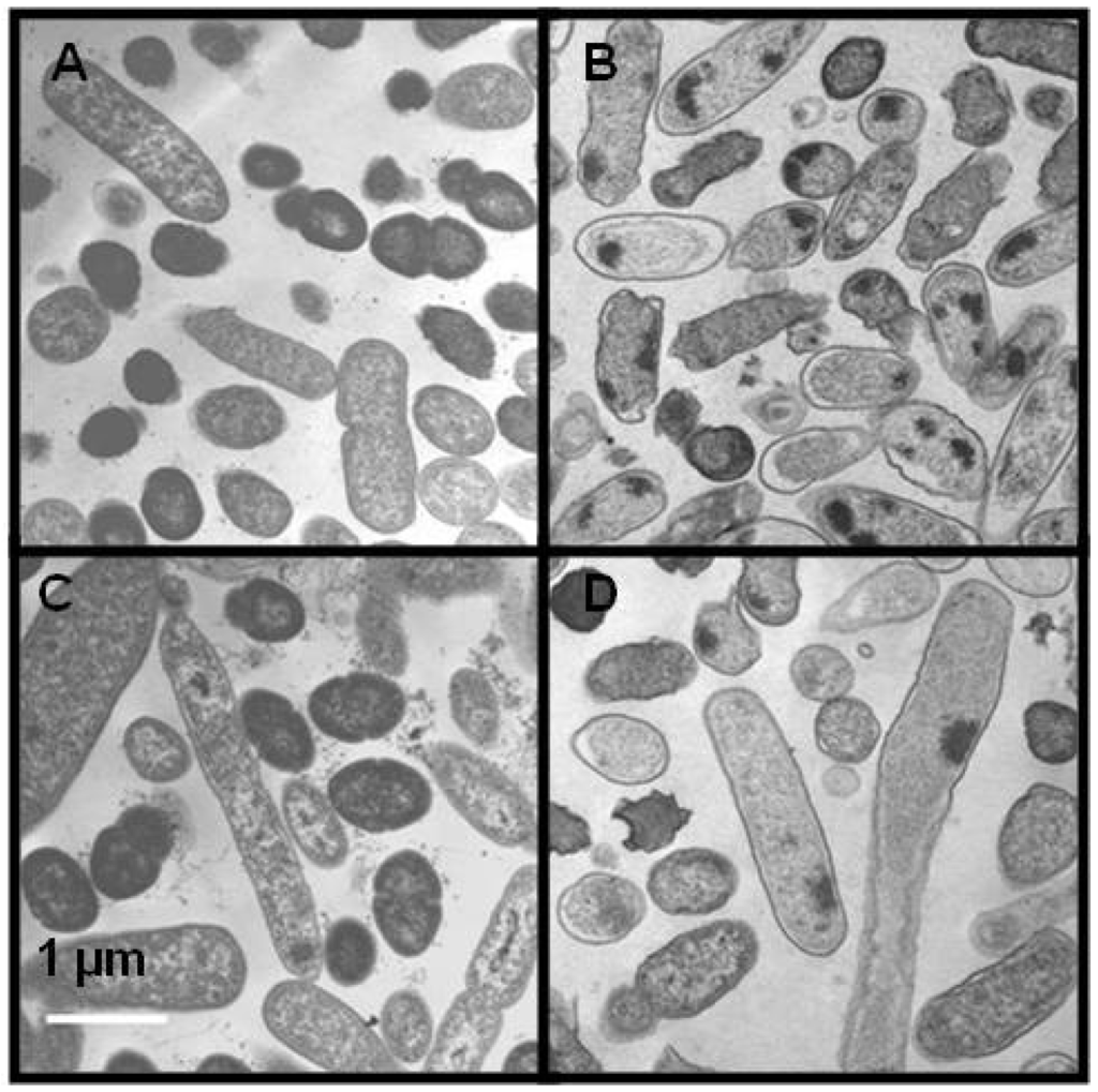 Antibiotics 02 00485 g005 1024