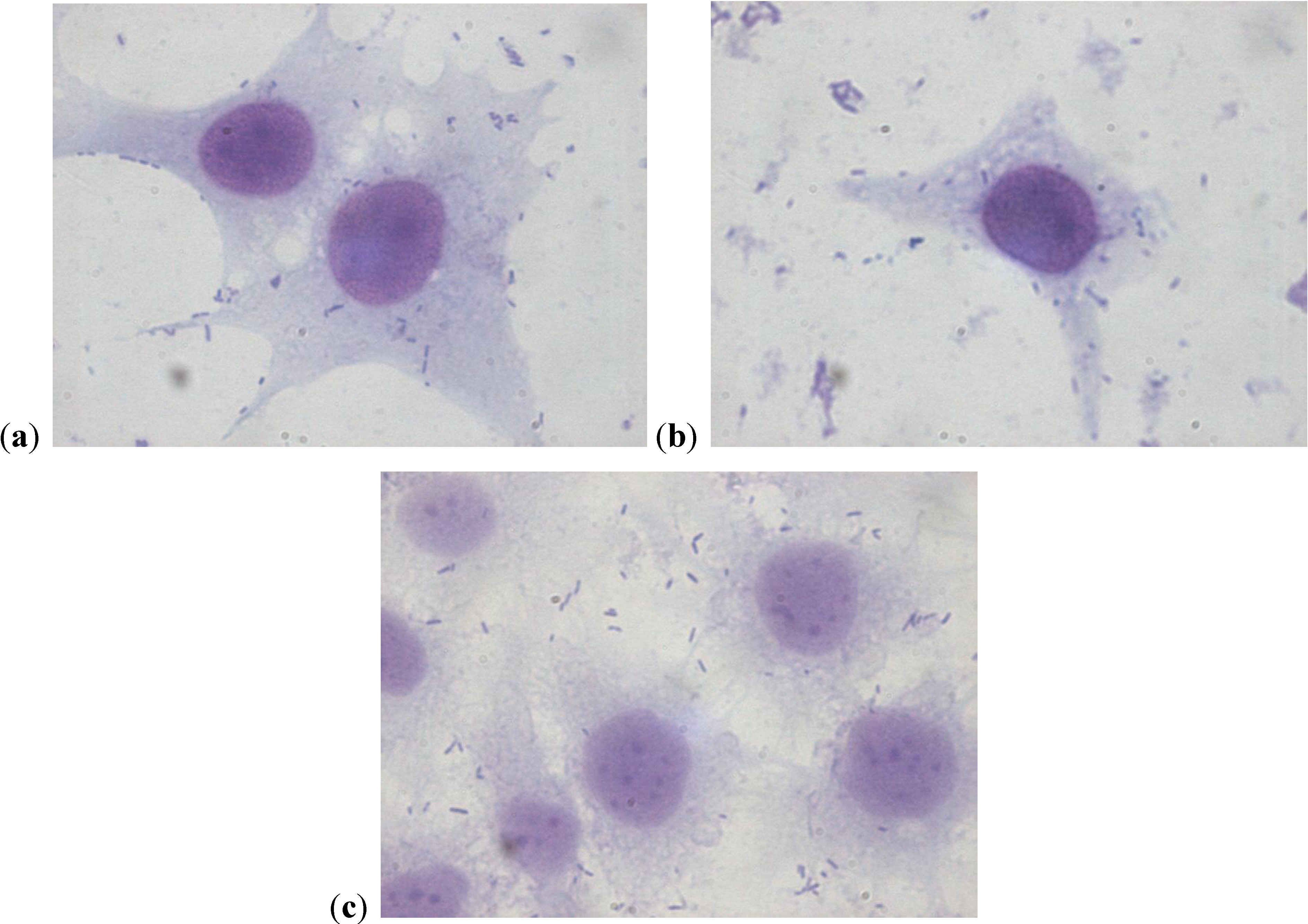 Antibiotics 03 00143 g004