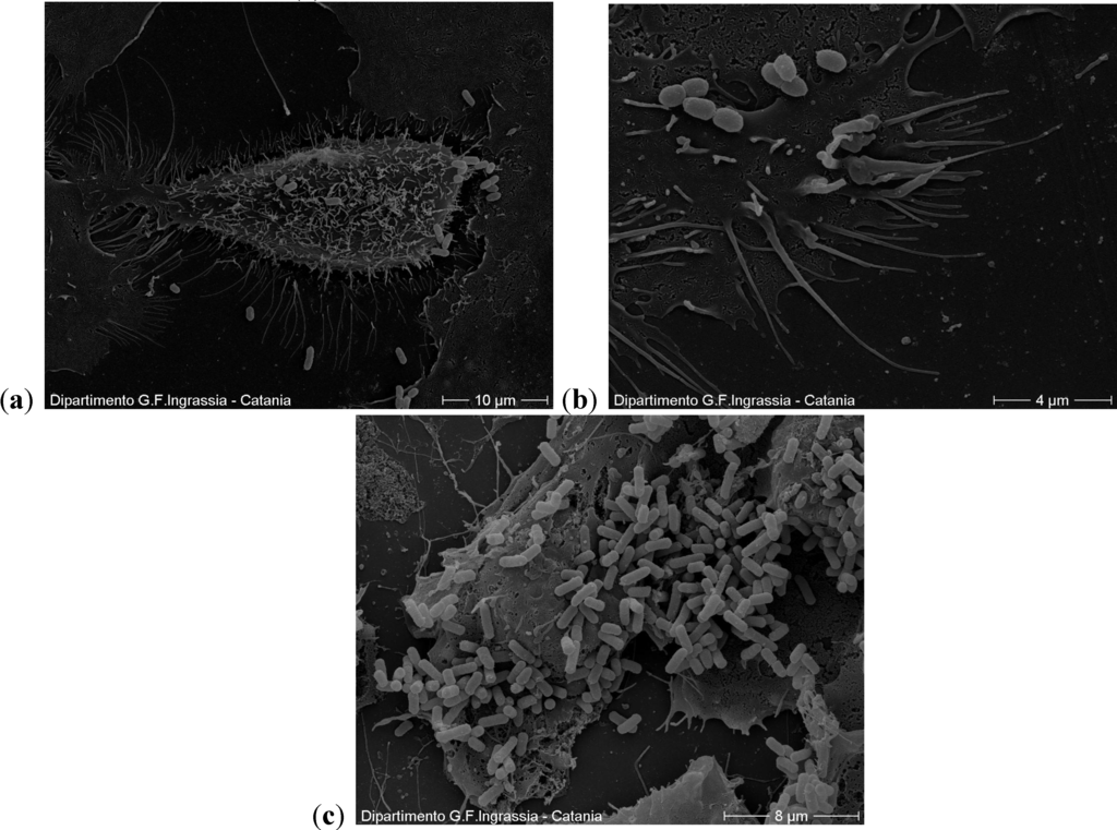 Antibiotics 03 00143 g005 1024