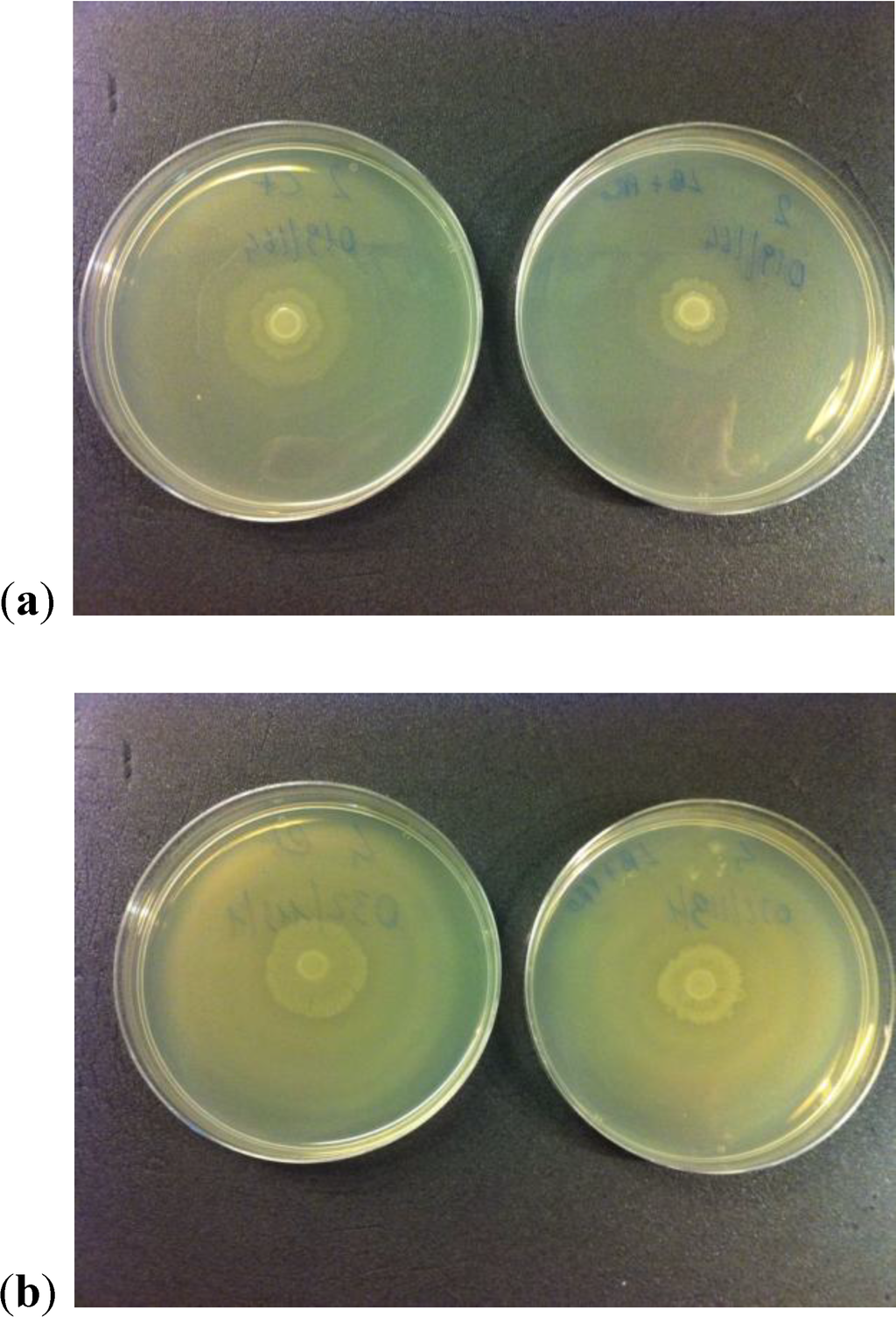 Antibiotics 03 00143 g006 1024