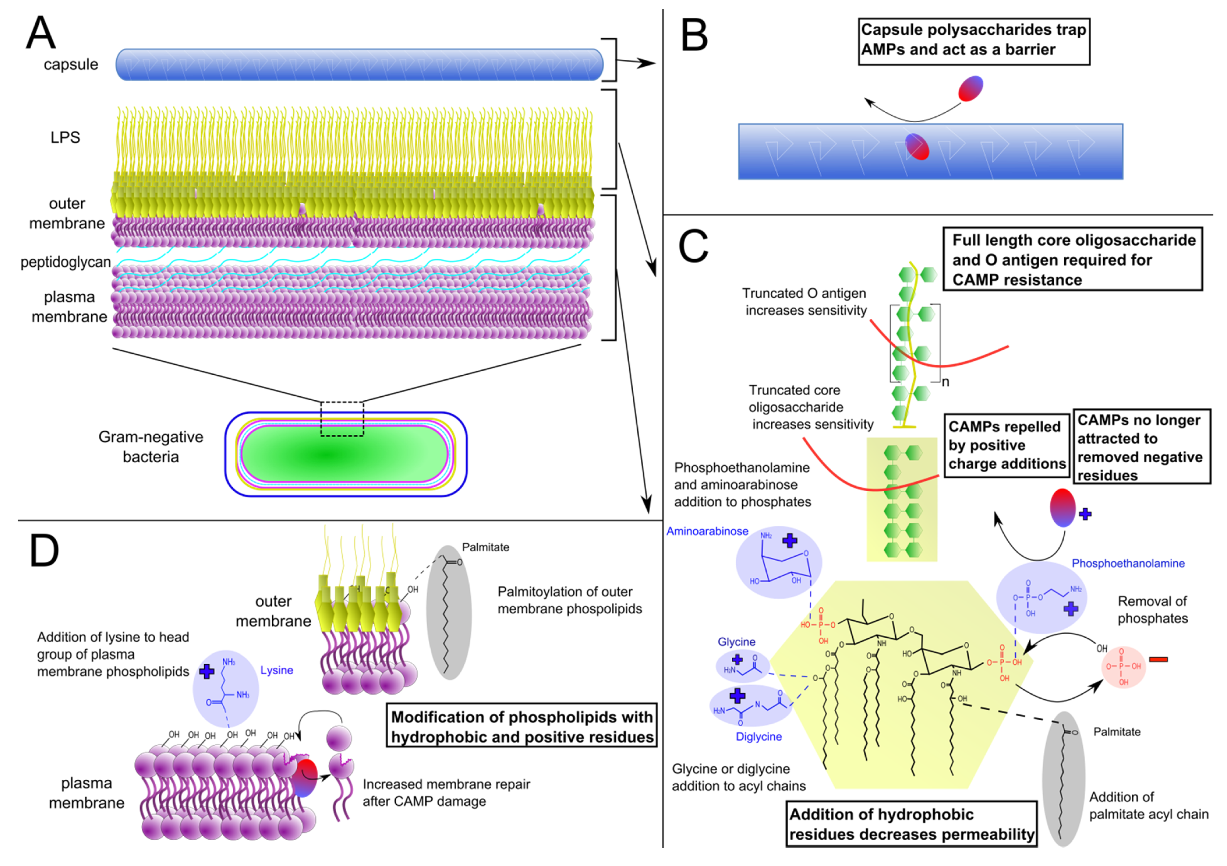 Antibiotics 04 00018 g001
