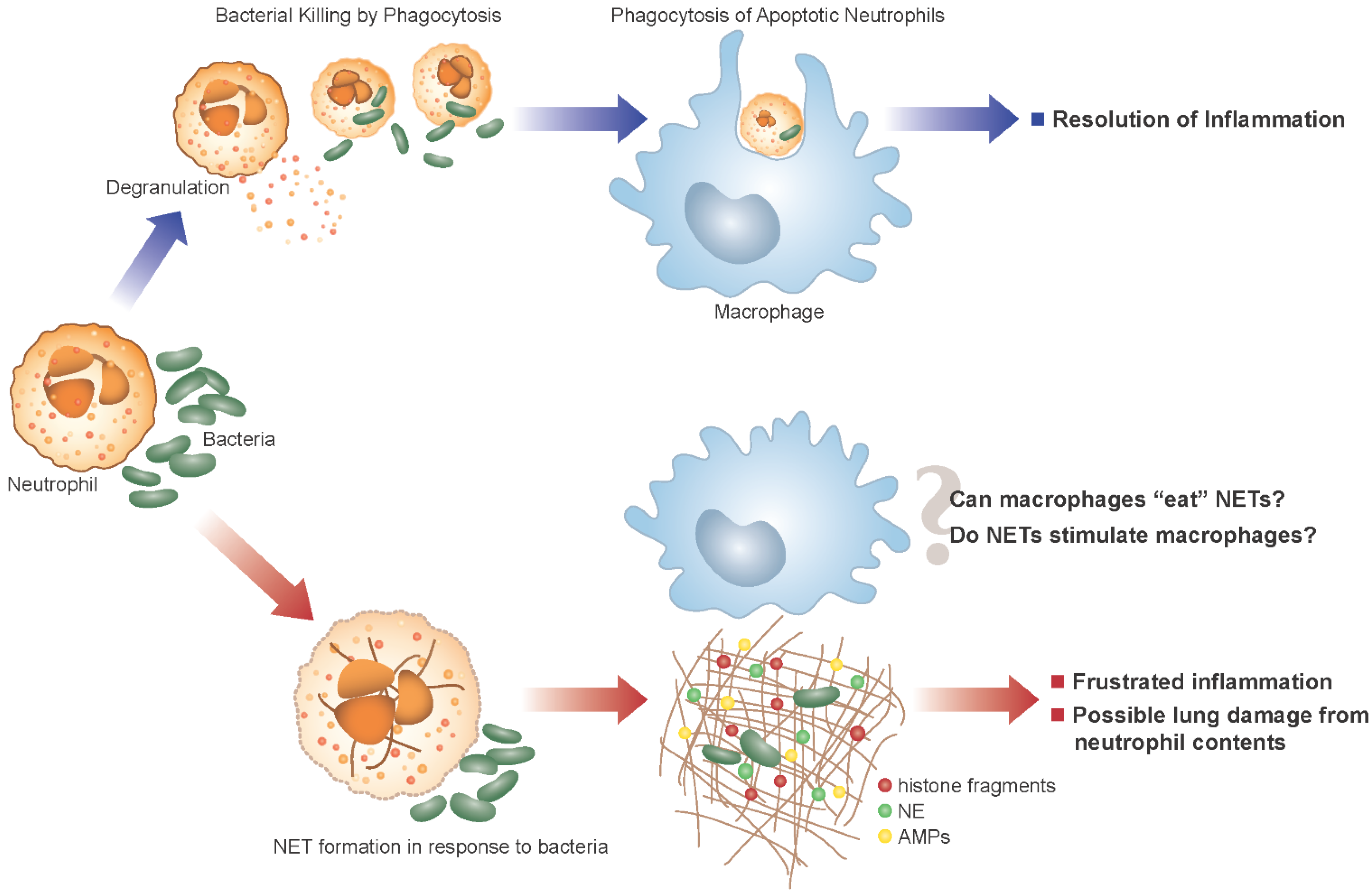 Antibiotics 04 00062 g001