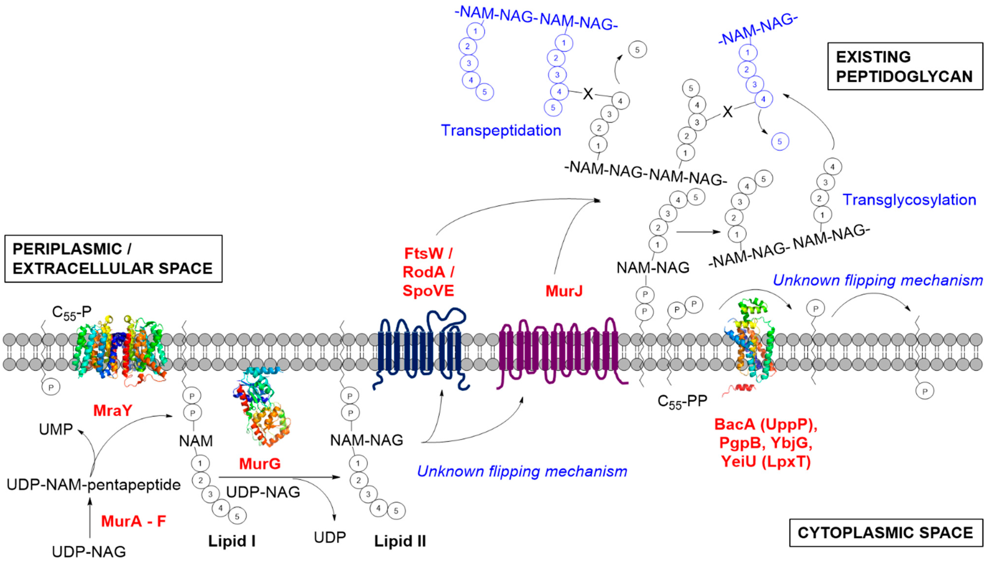 Antibiotics 04 00495 g001