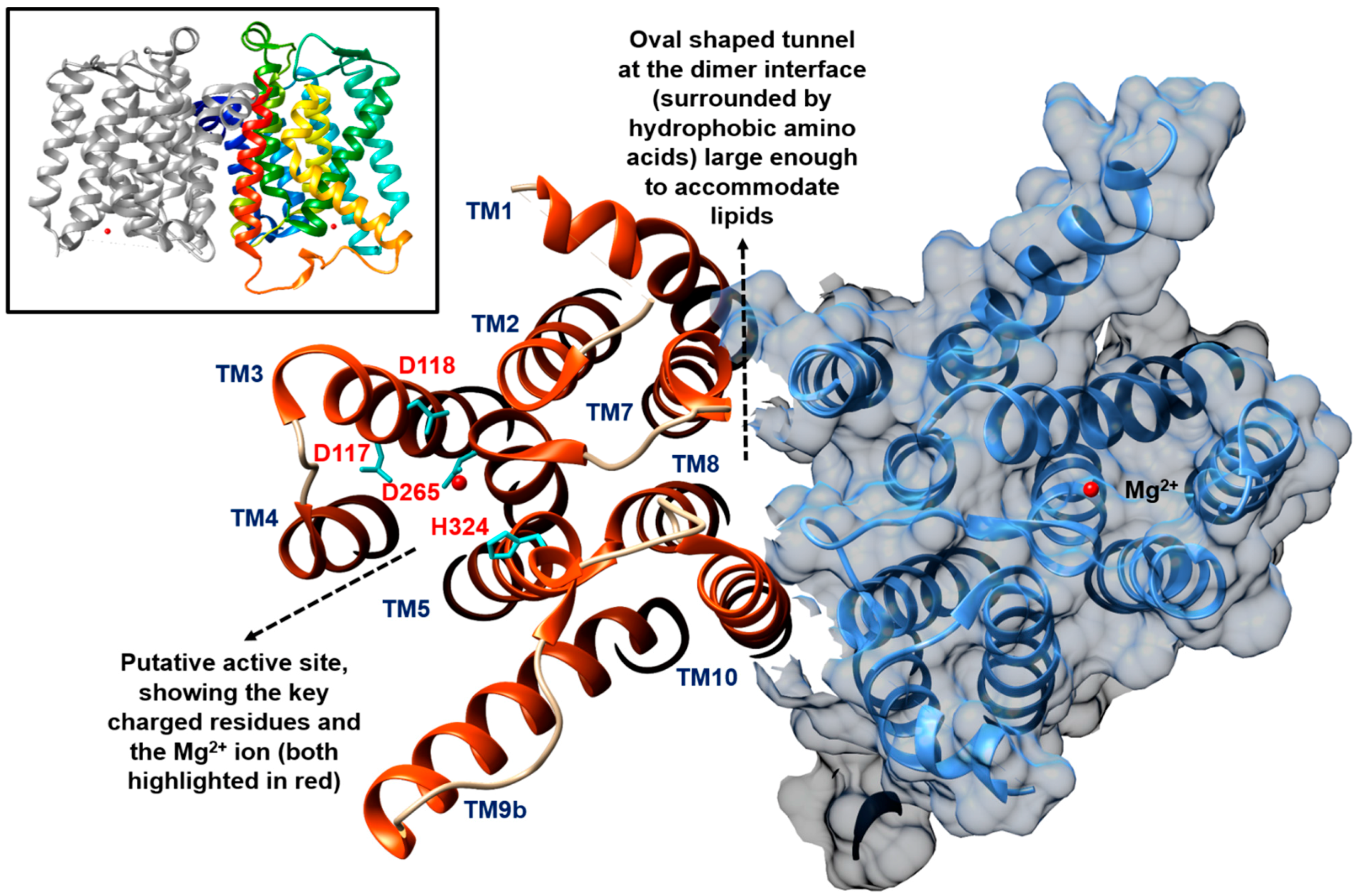Antibiotics 04 00495 g002