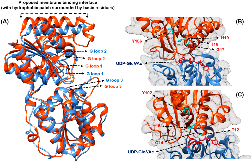 Antibiotics 04 00495 g003 1024