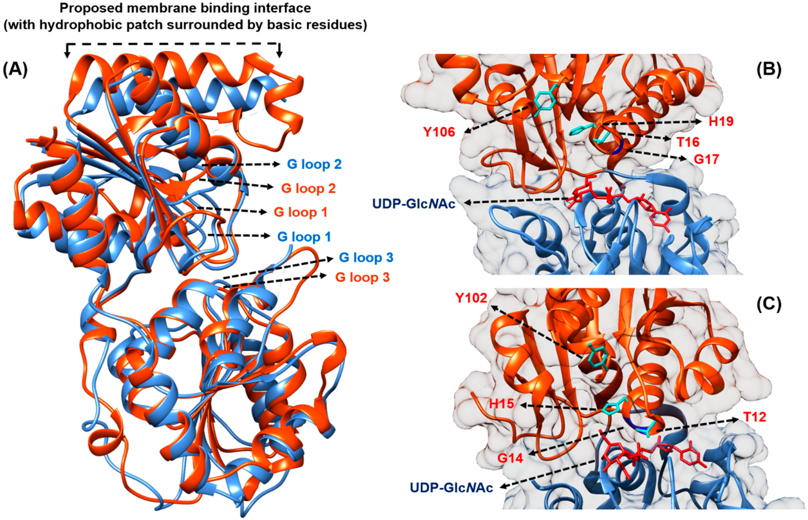 Antibiotics 04 00495 g003