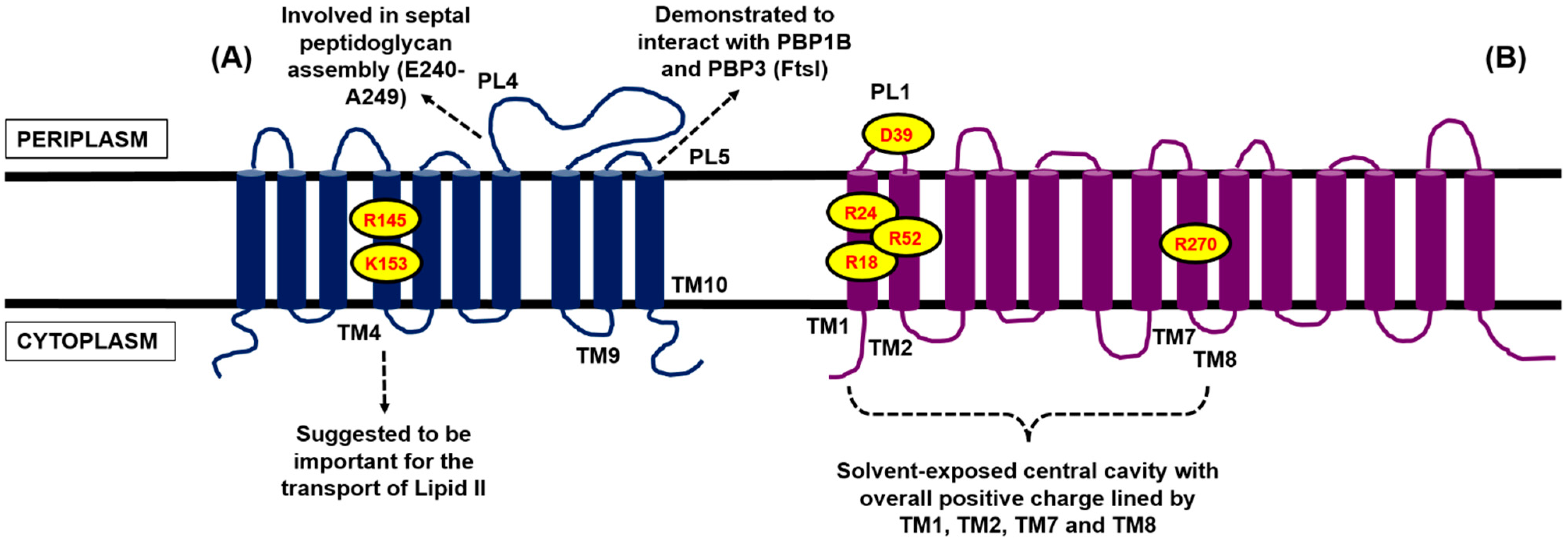 Antibiotics 04 00495 g004