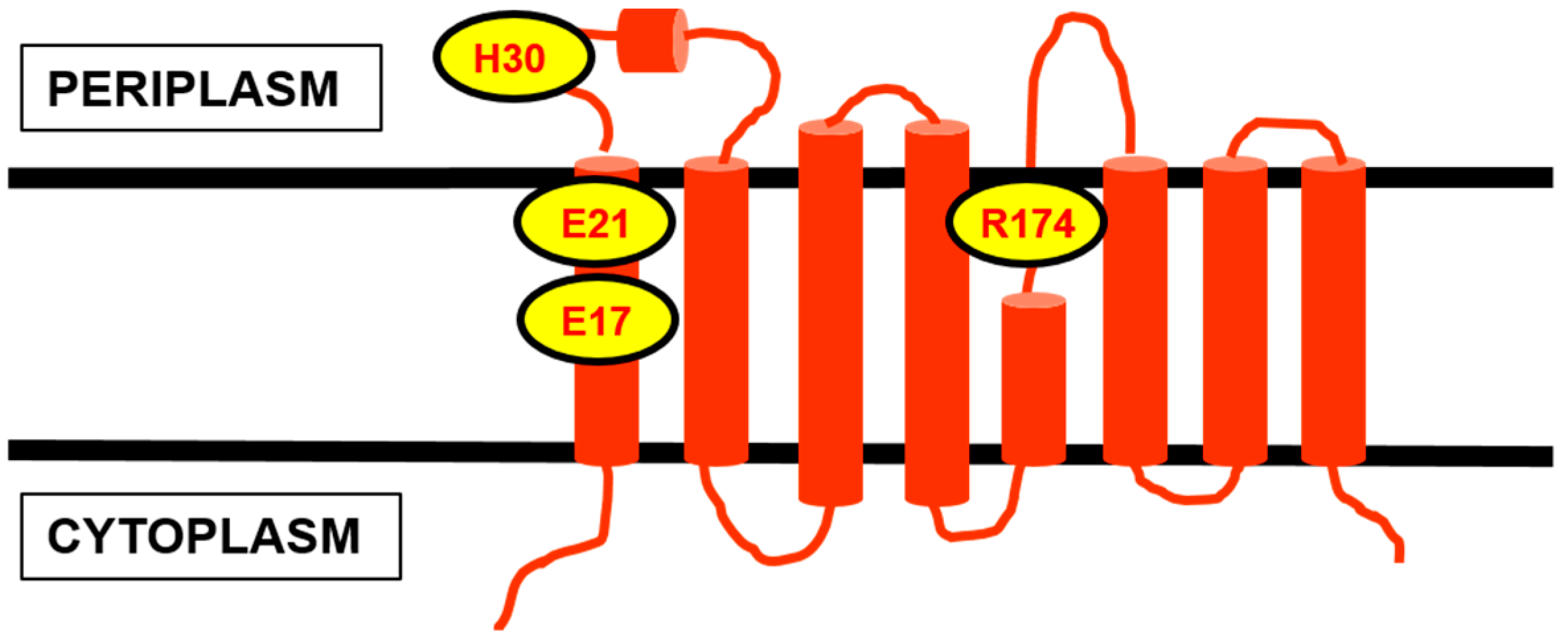 Antibiotics 04 00495 g005