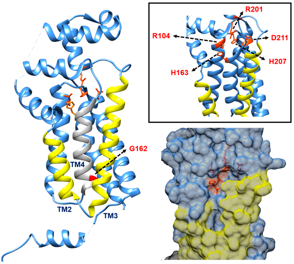 Antibiotics 04 00495 g006 1024