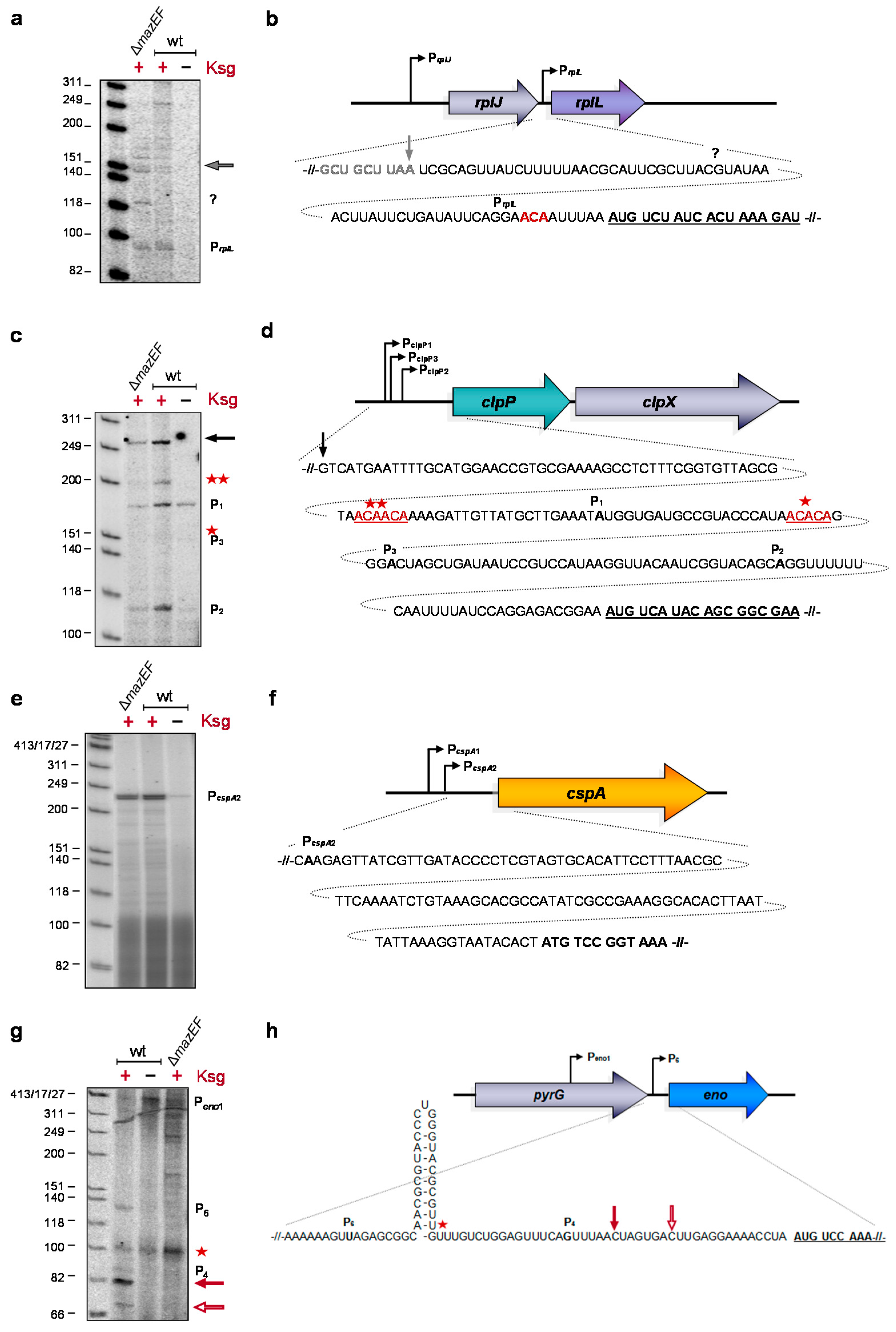 Antibiotics 05 00019 g003