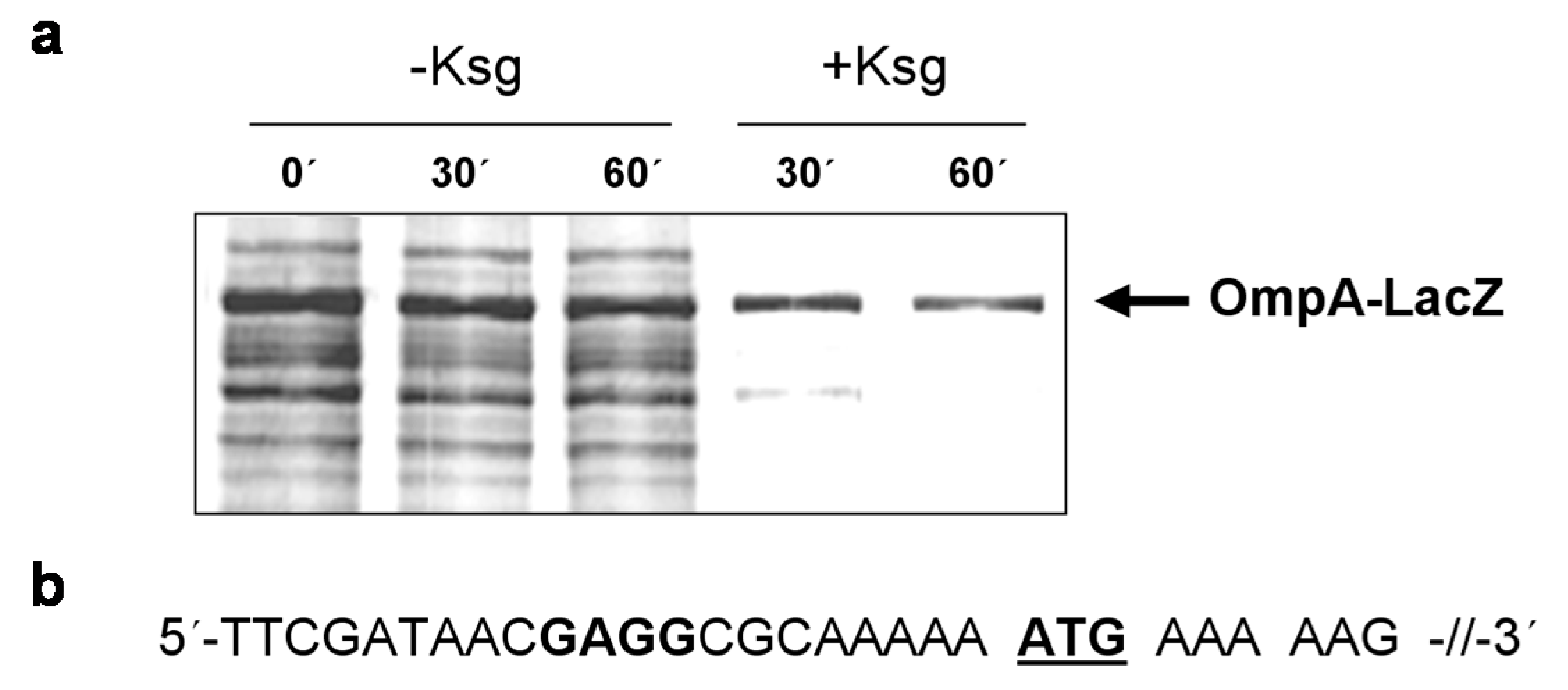 Antibiotics 05 00019 g004