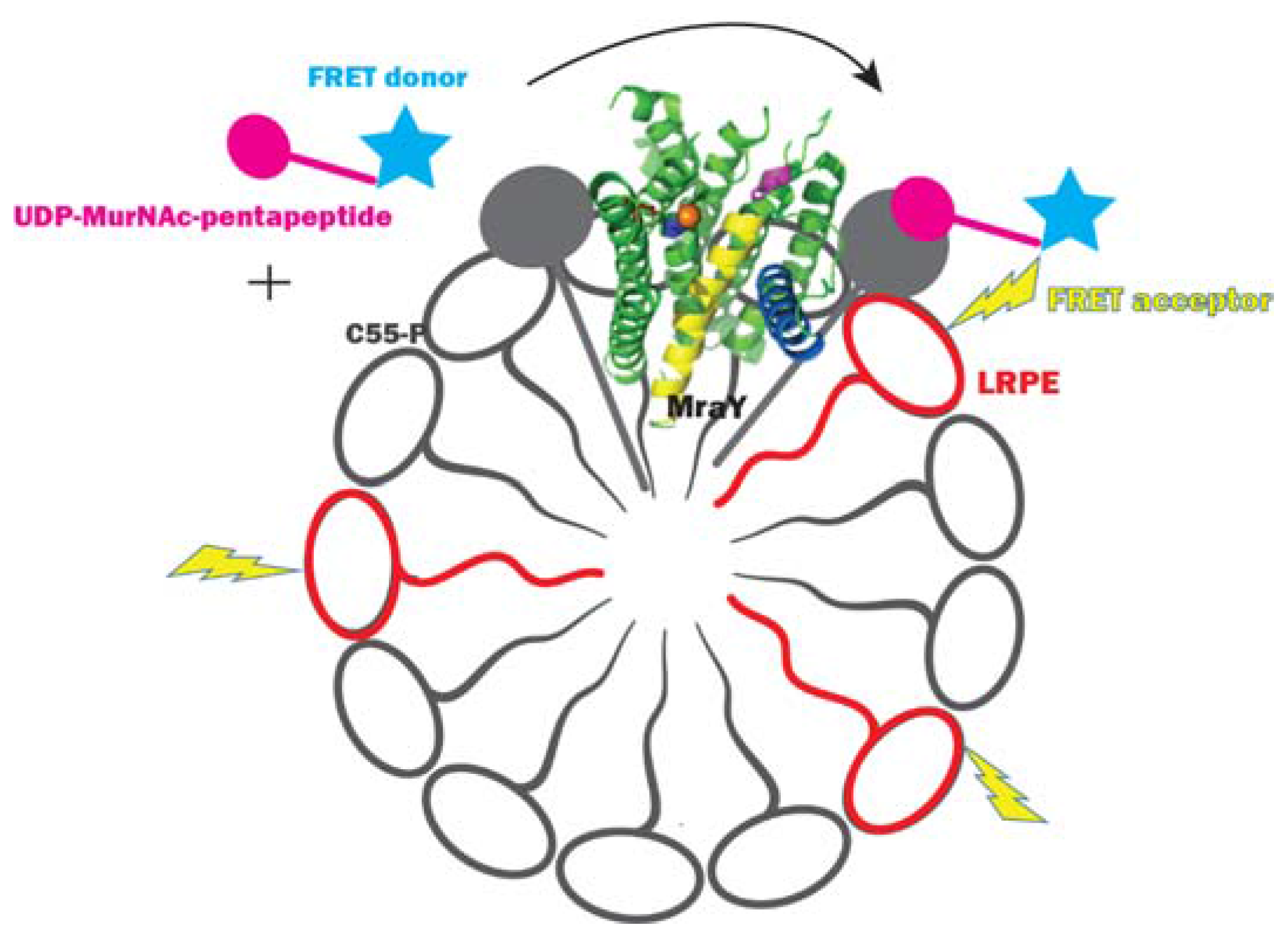 Antibiotics 05 00028 g005