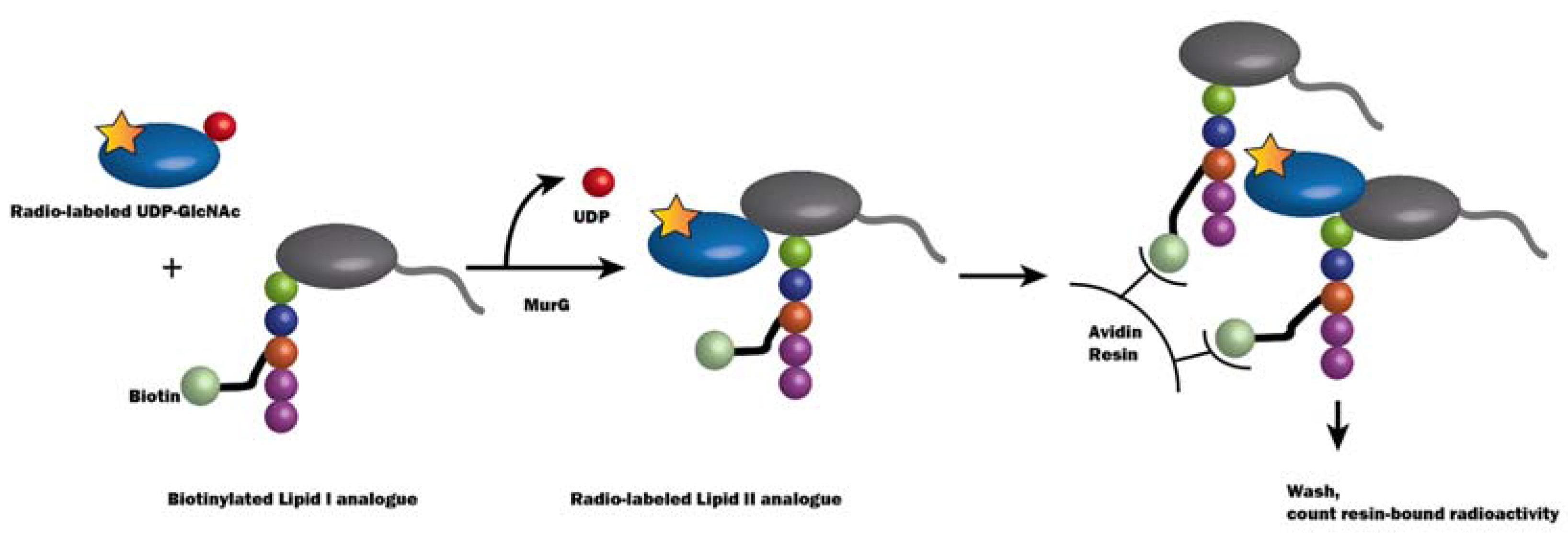 Antibiotics 05 00028 g007