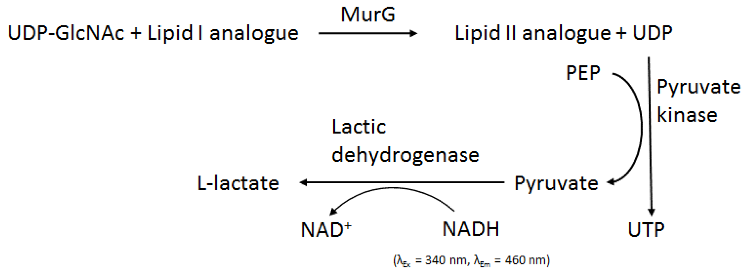 Antibiotics 05 00028 g008