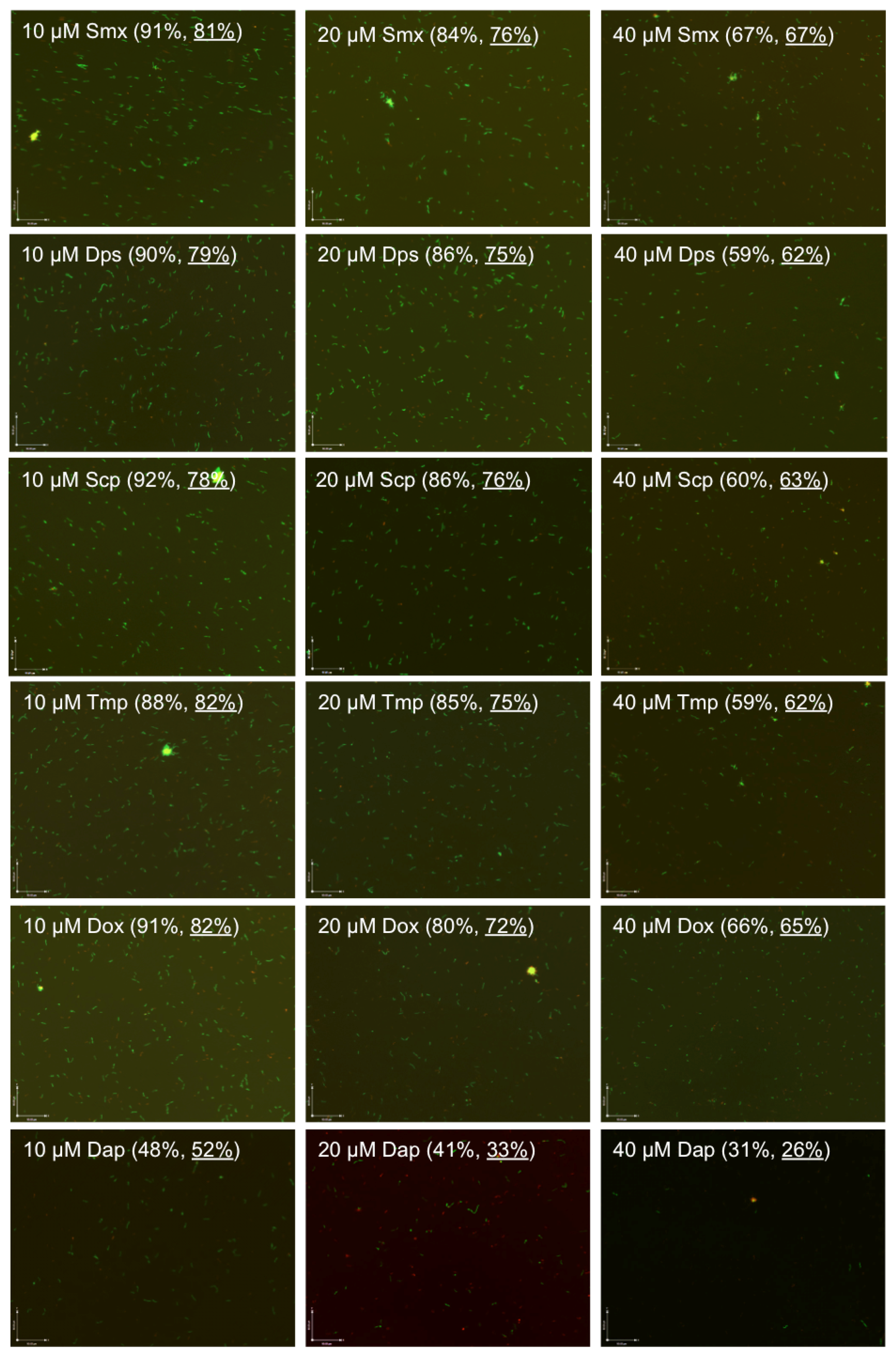 Antibiotics 06 00010 g001