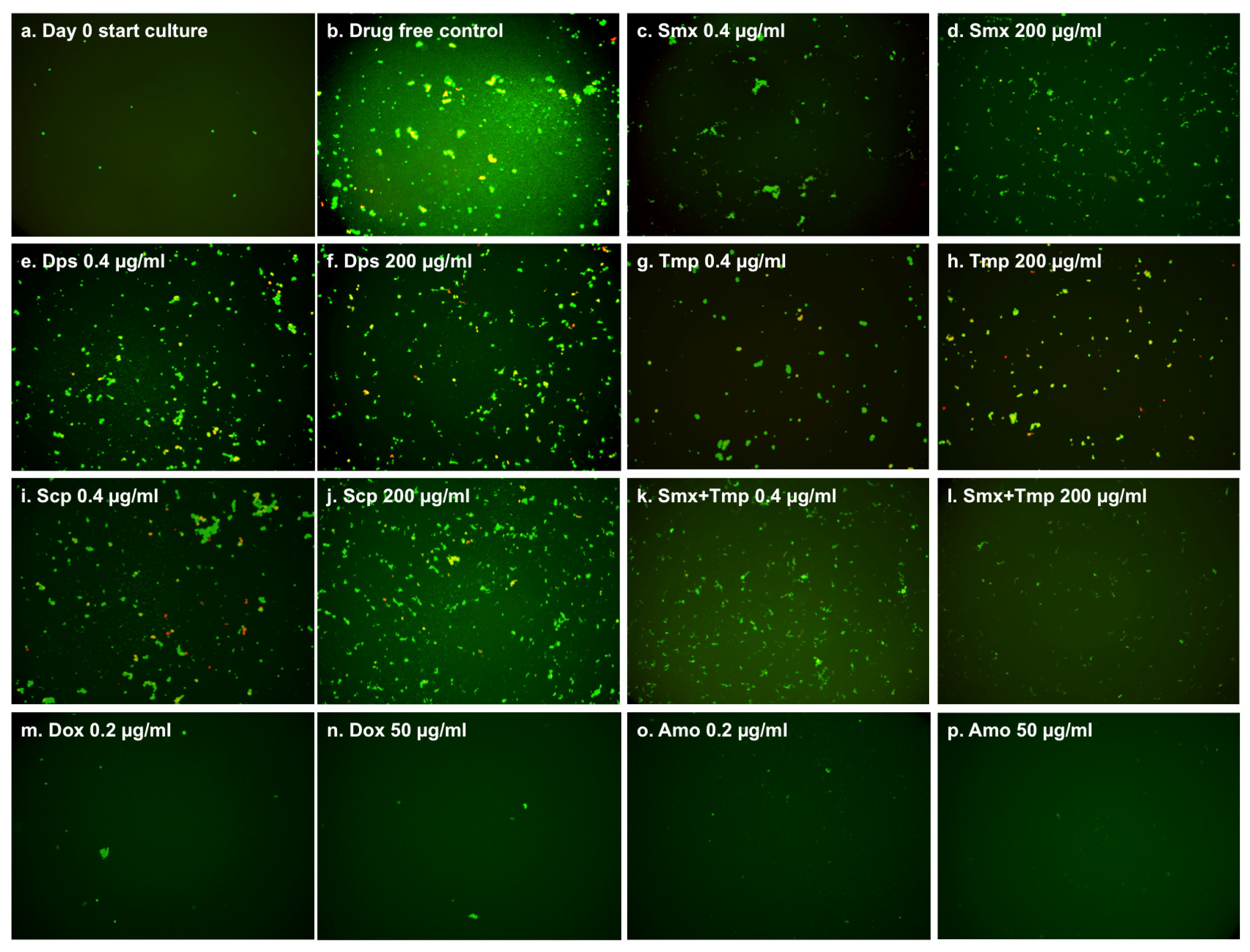 Antibiotics 06 00010 g003