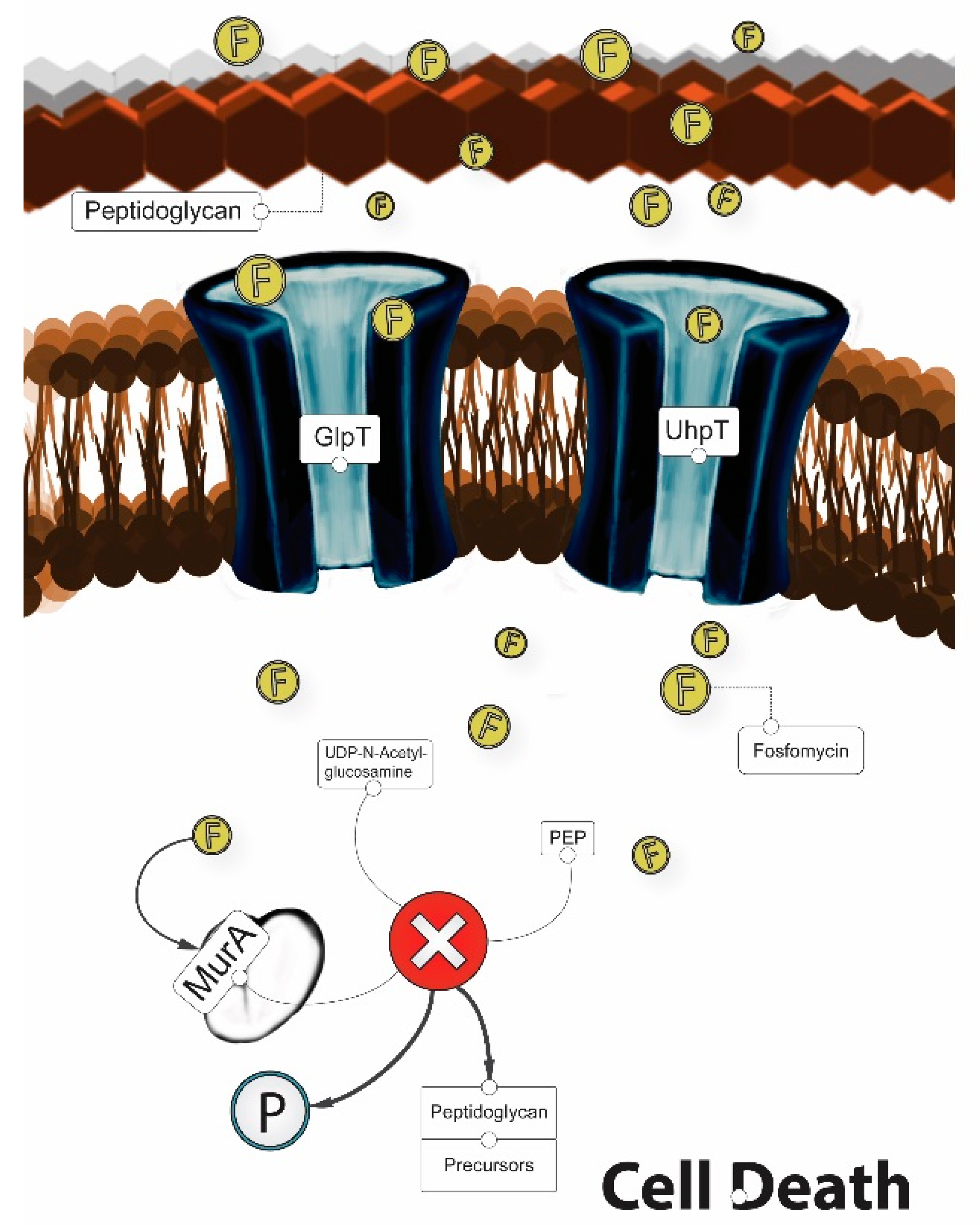 Antibiotics 06 00024 g003