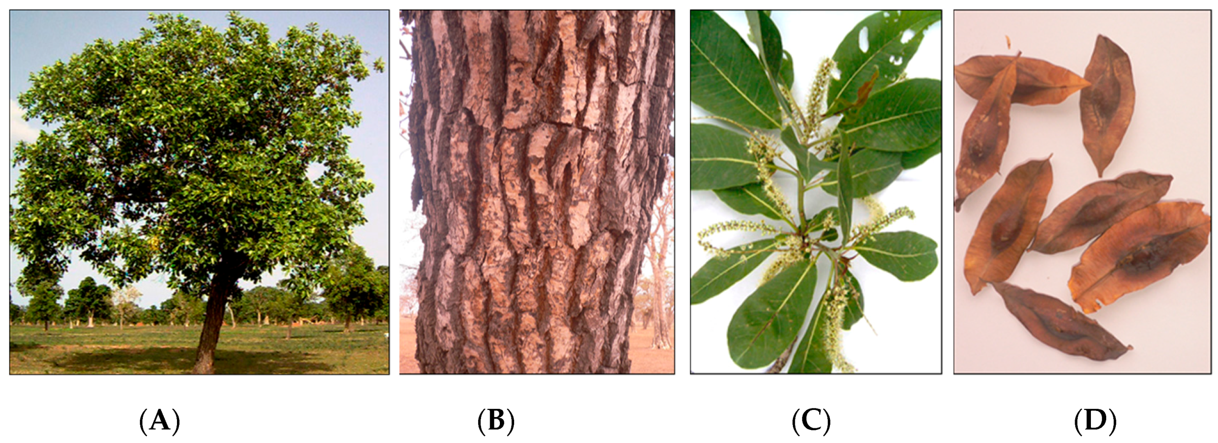 Antibiotics 06 00037 g001