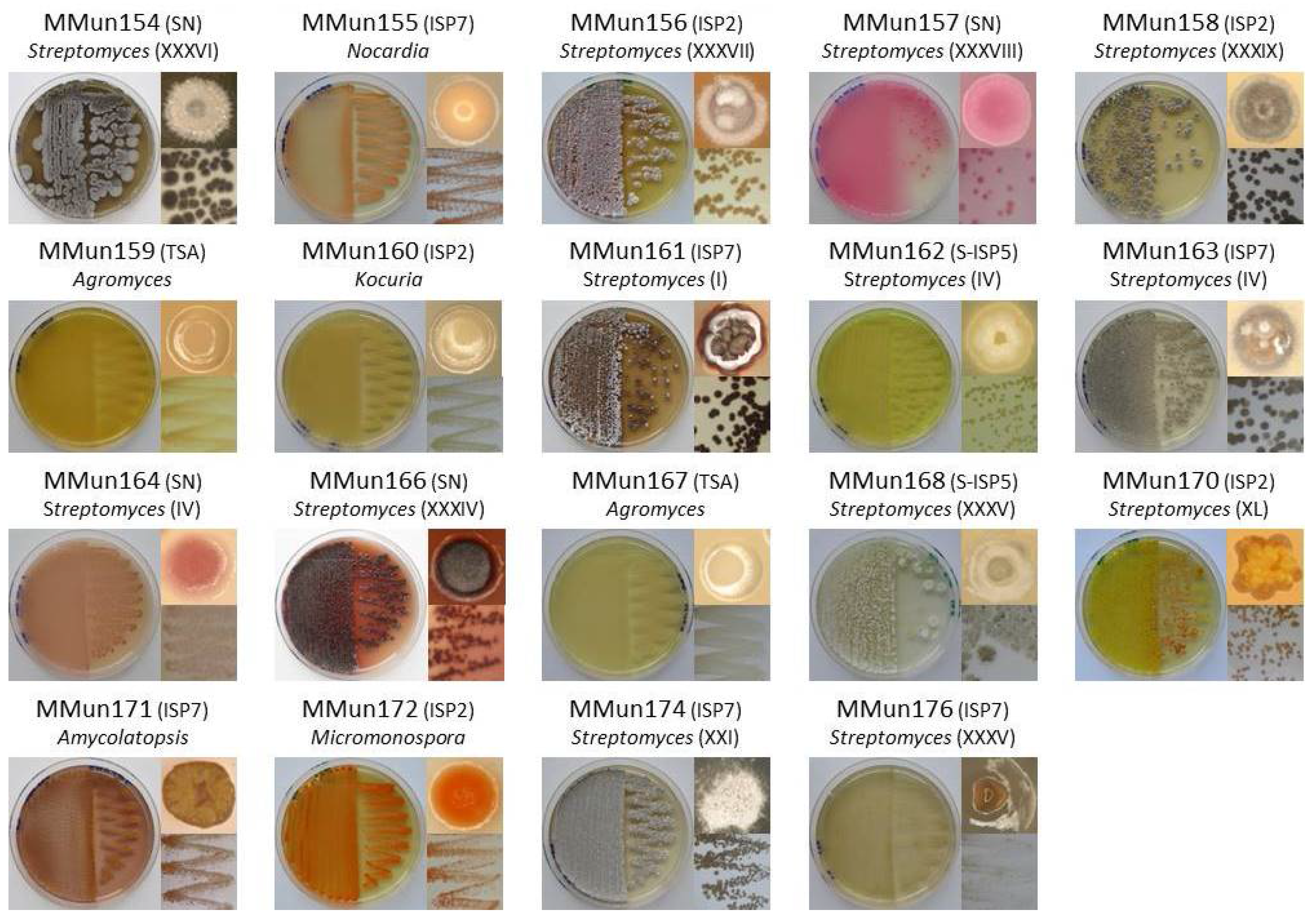 Antibiotics 07 00028 g003b