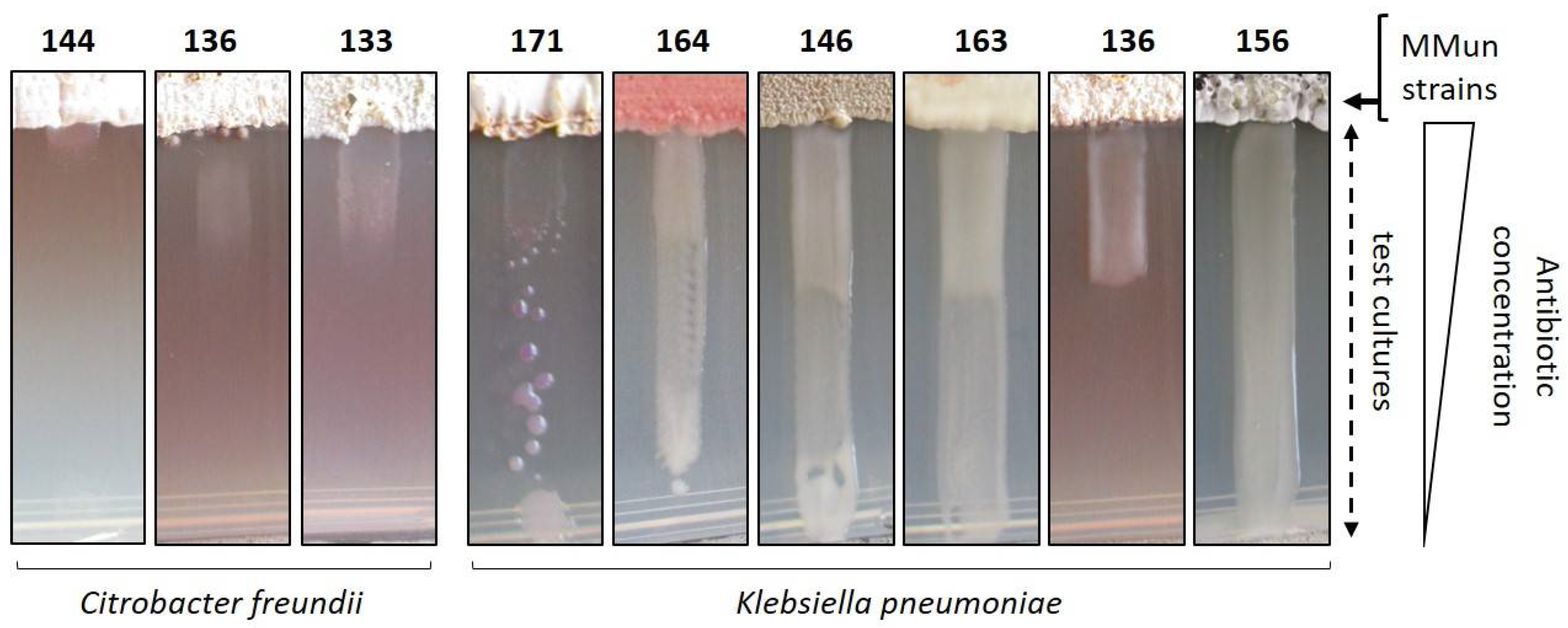 Antibiotics 07 00028 g009