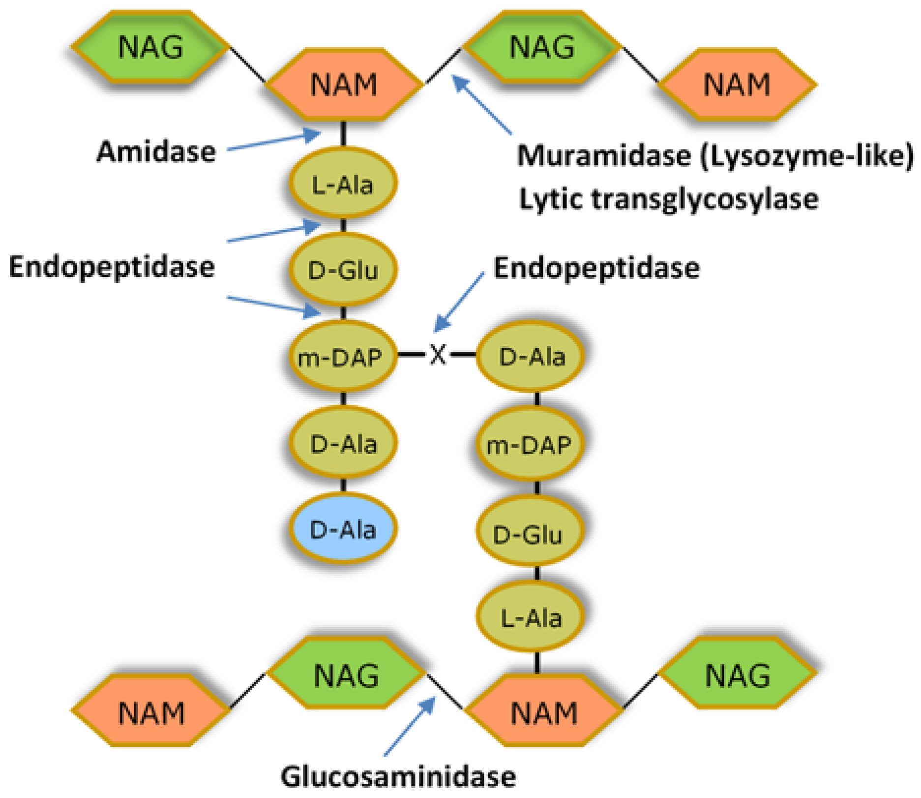 Antibiotics 07 00029 g002