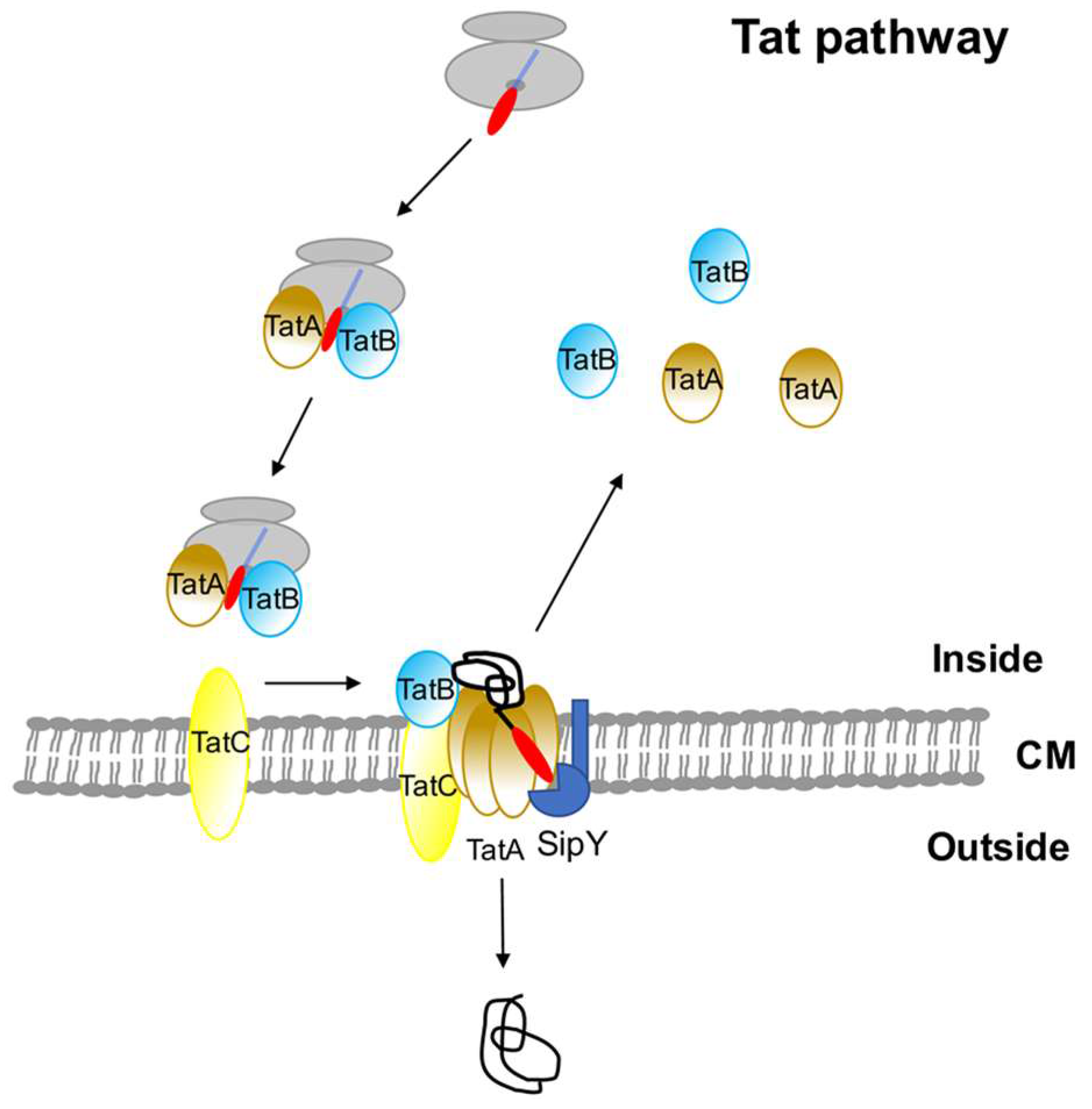 Antibiotics 07 00033 g002